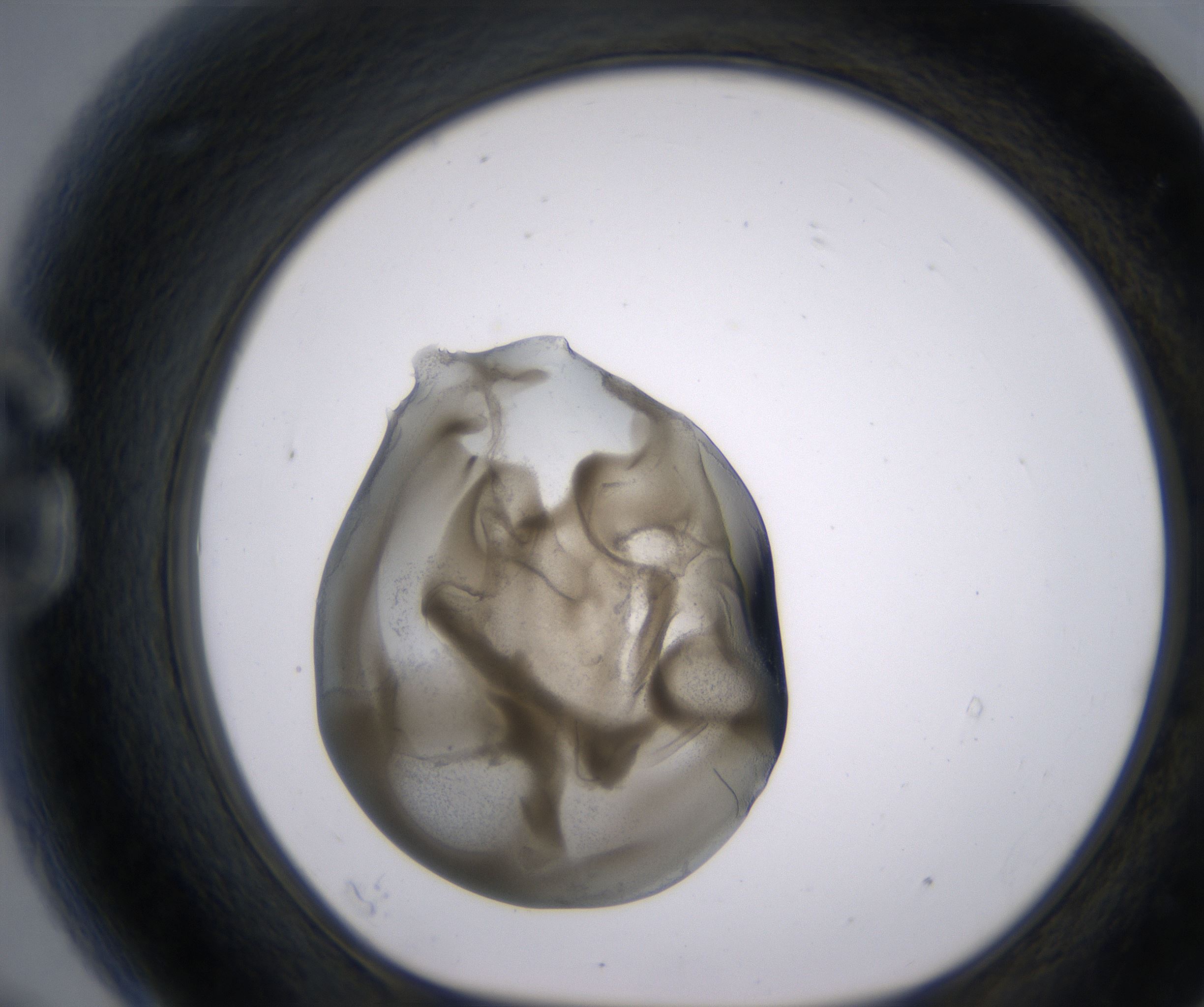 G9_HighResolution_Precipitate_1.jpg