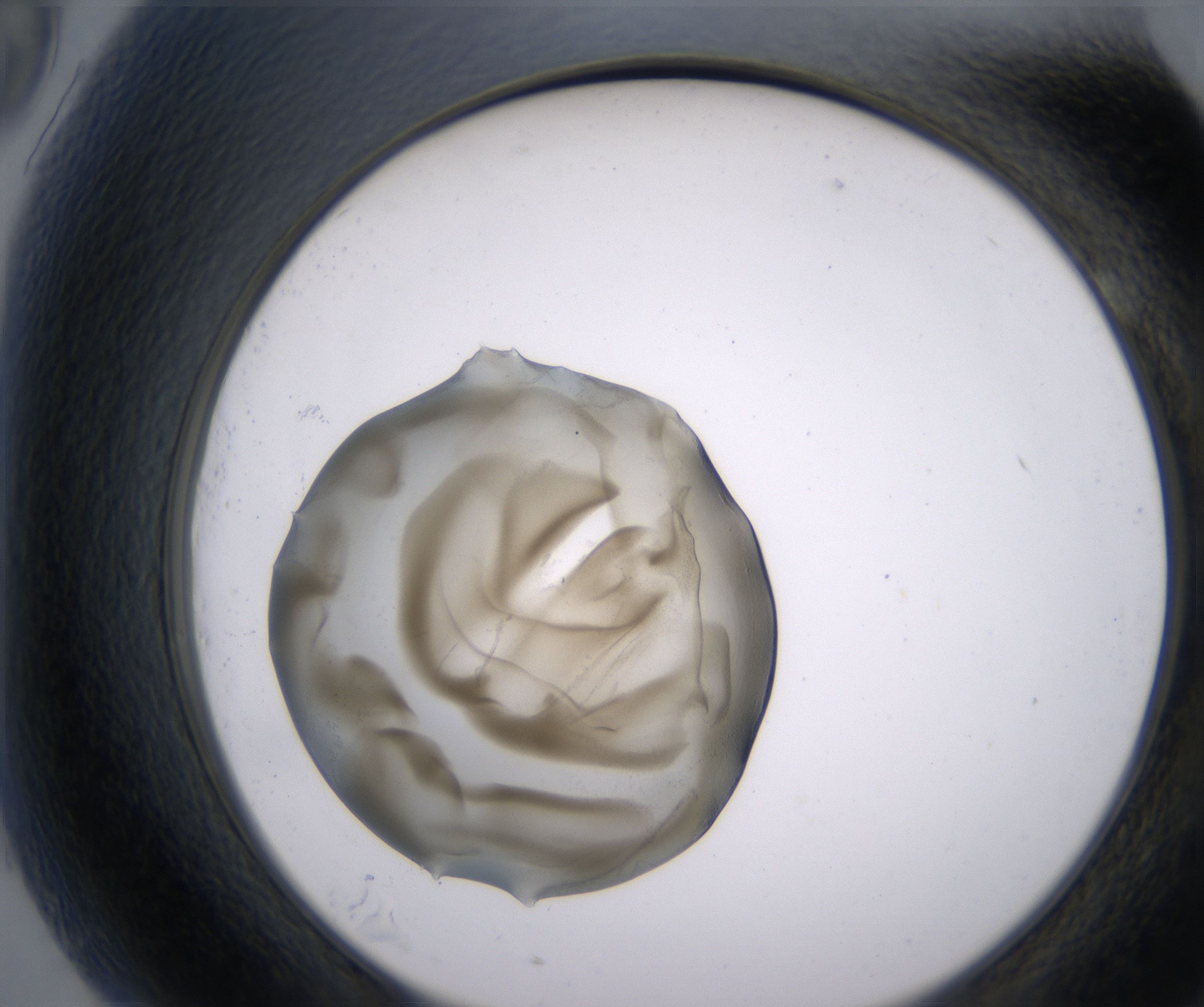 G9_HighResolution_Precipitate_2.jpg