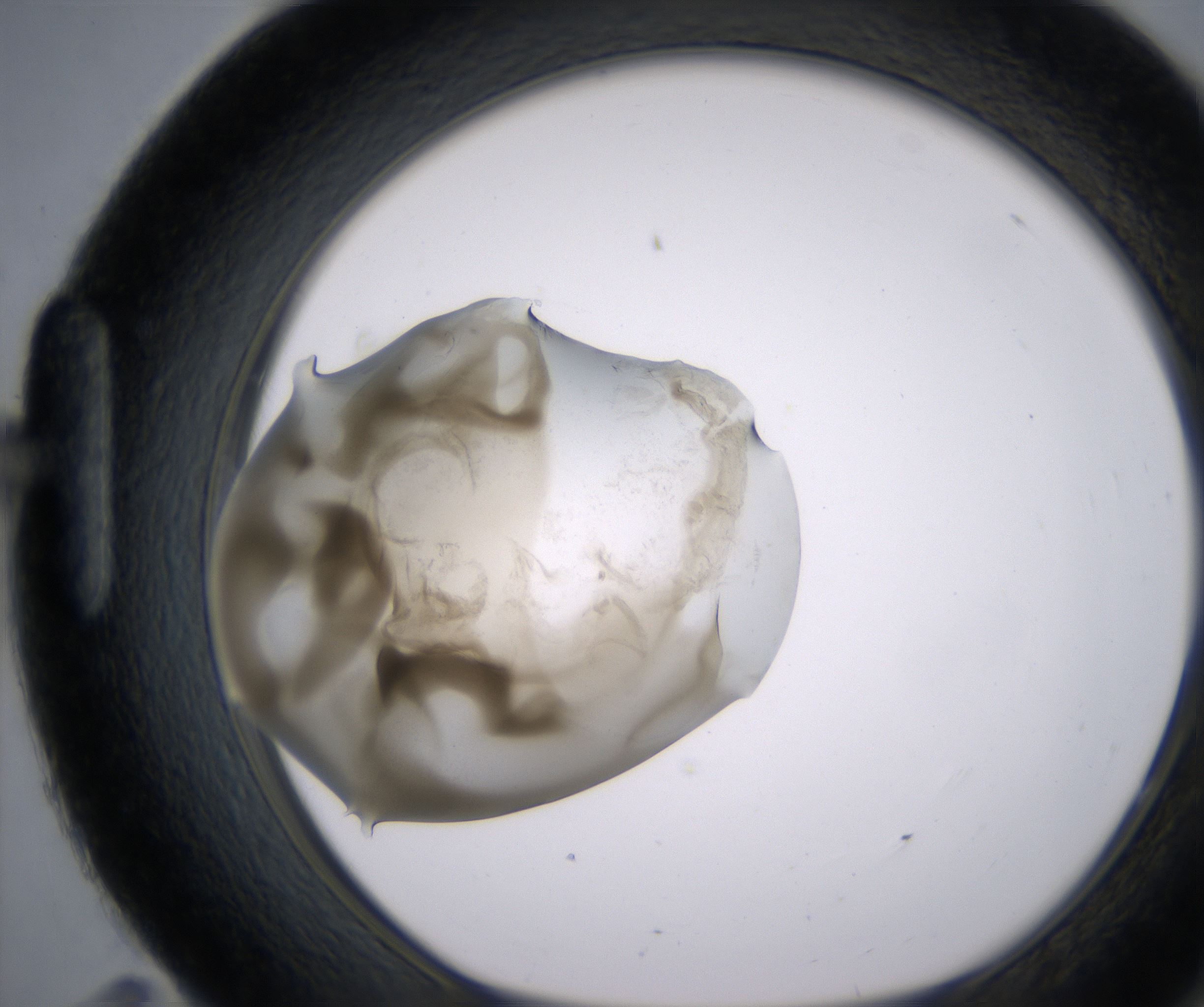 H11_HighResolution_Precipitate_1.jpg