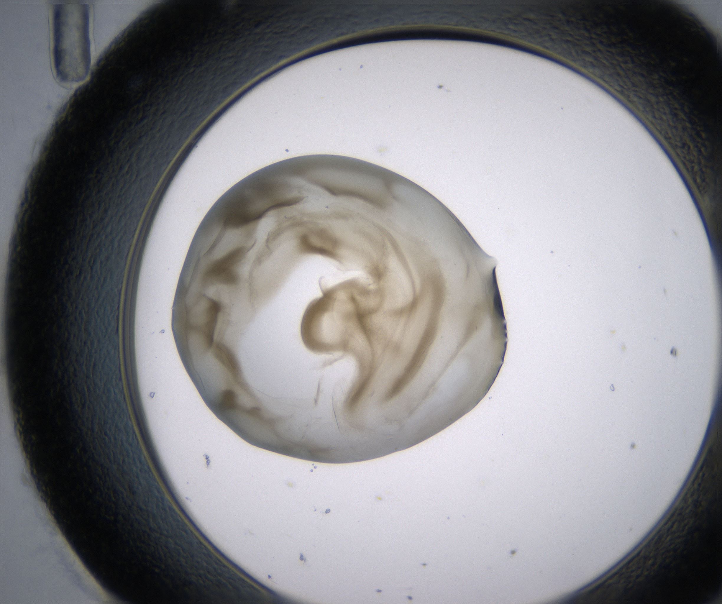 H11_HighResolution_Precipitate_2.jpg