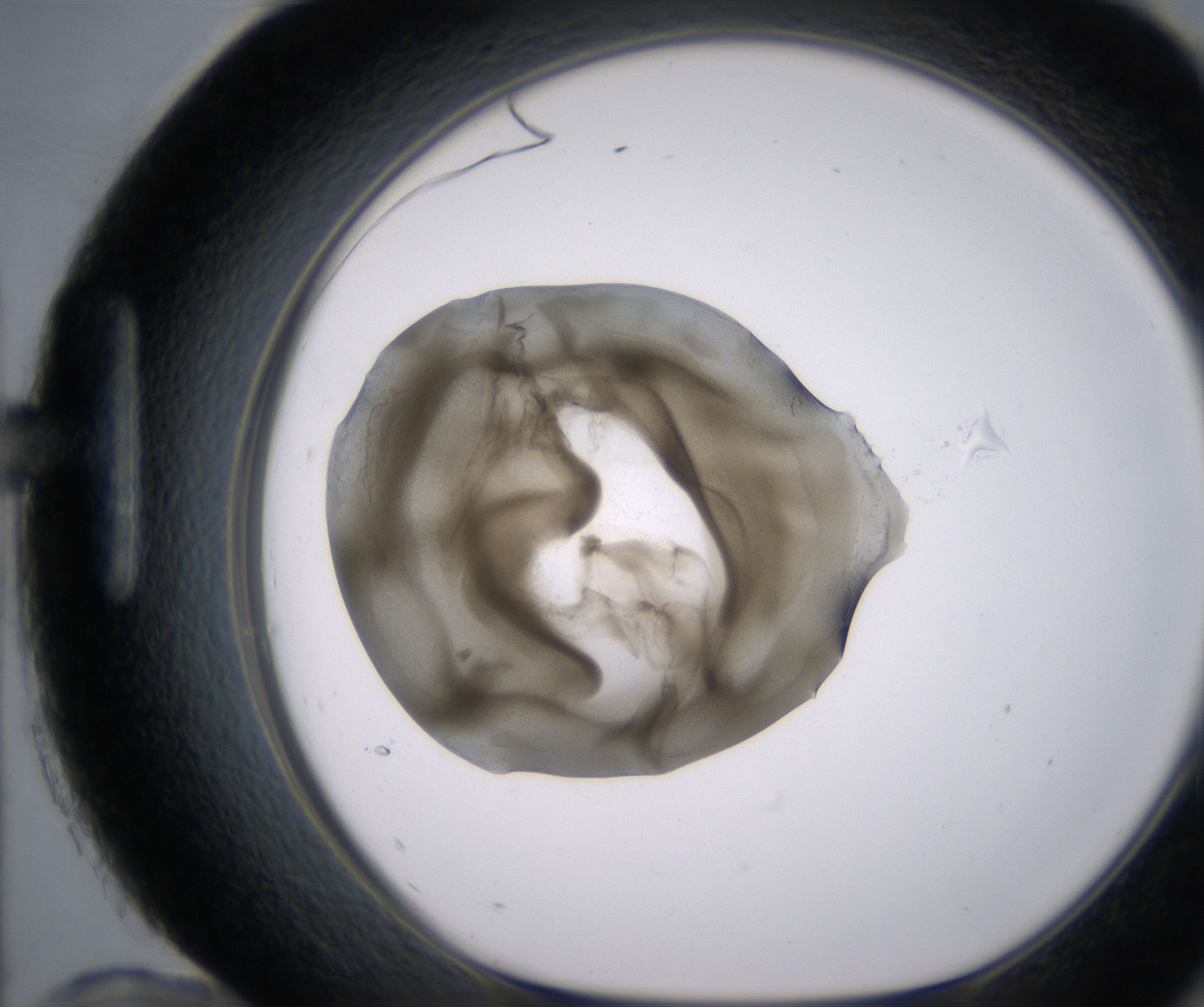 H12_HighResolution_Precipitate_1.jpg