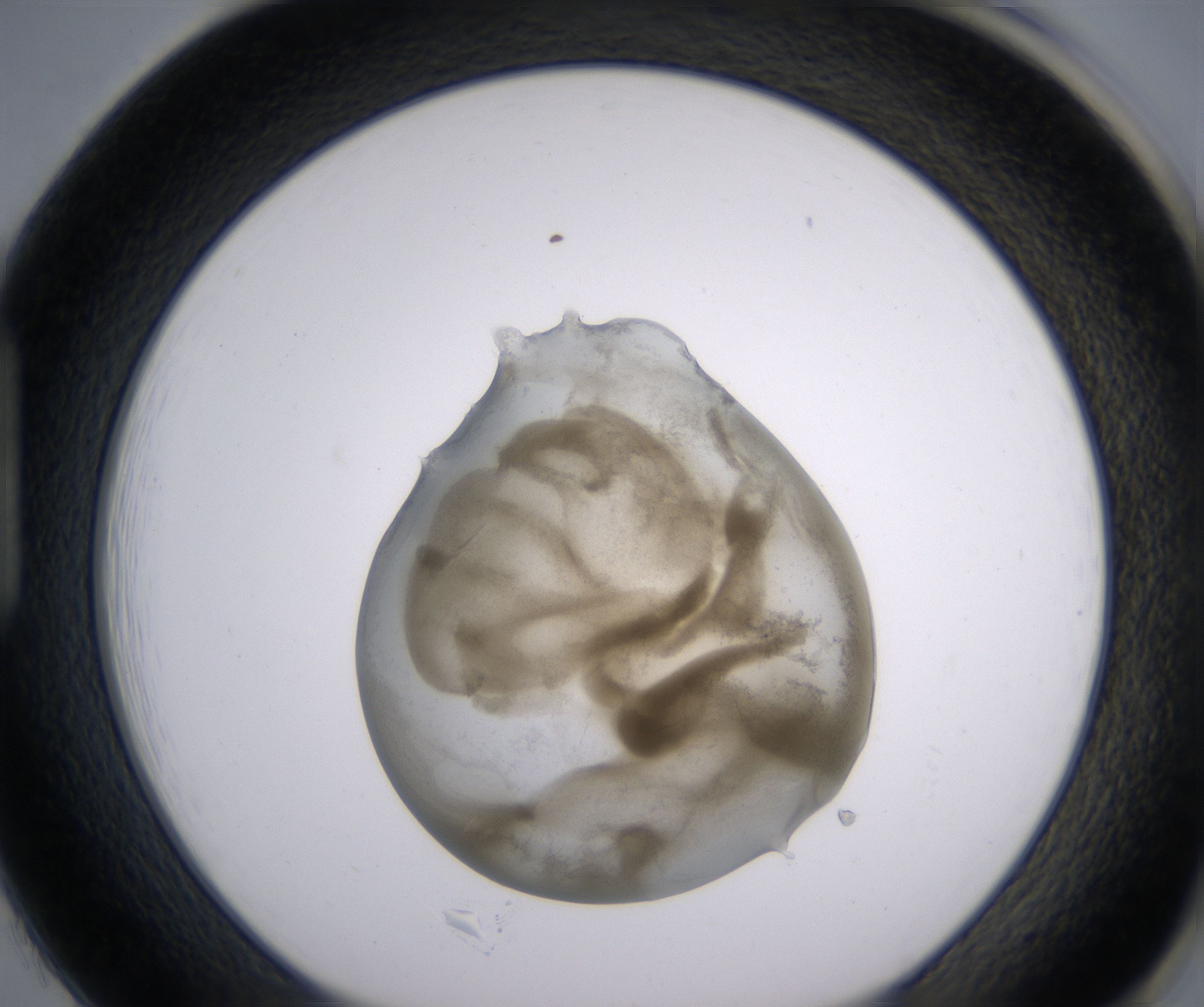 H1_HighResolution_Precipitate_1.jpg
