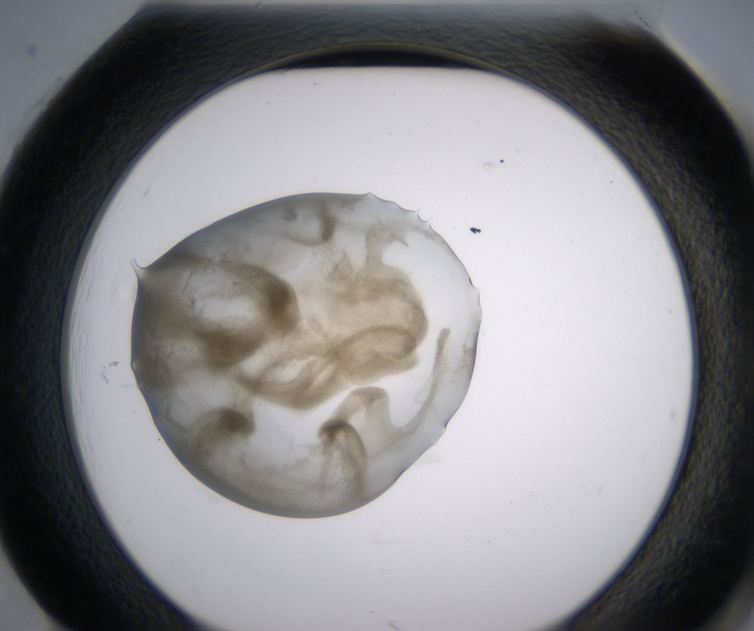 H1_HighResolution_Precipitate_2.jpg