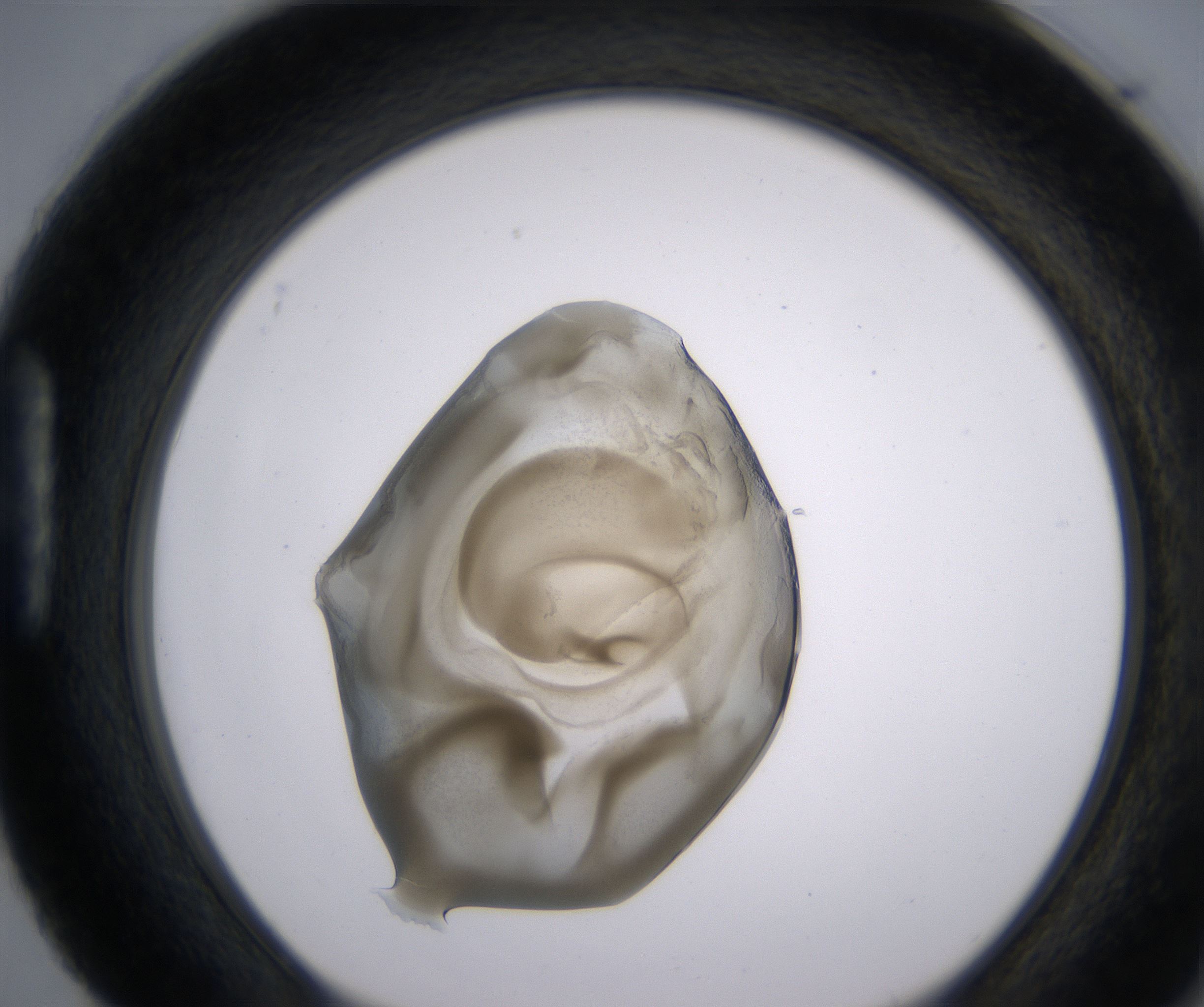 H4_HighResolution_Precipitate_1.jpg