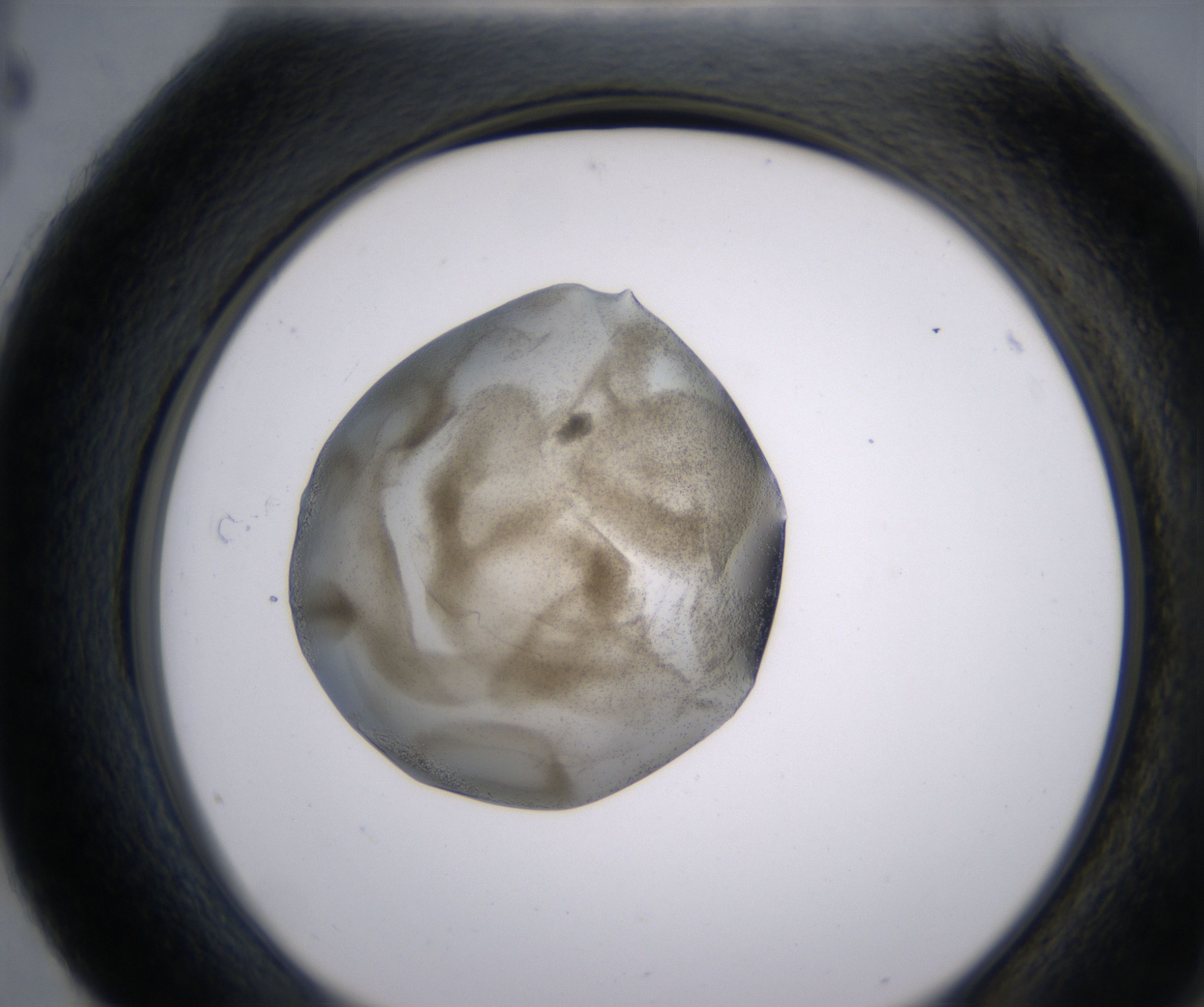 H4_HighResolution_Precipitate_2.jpg