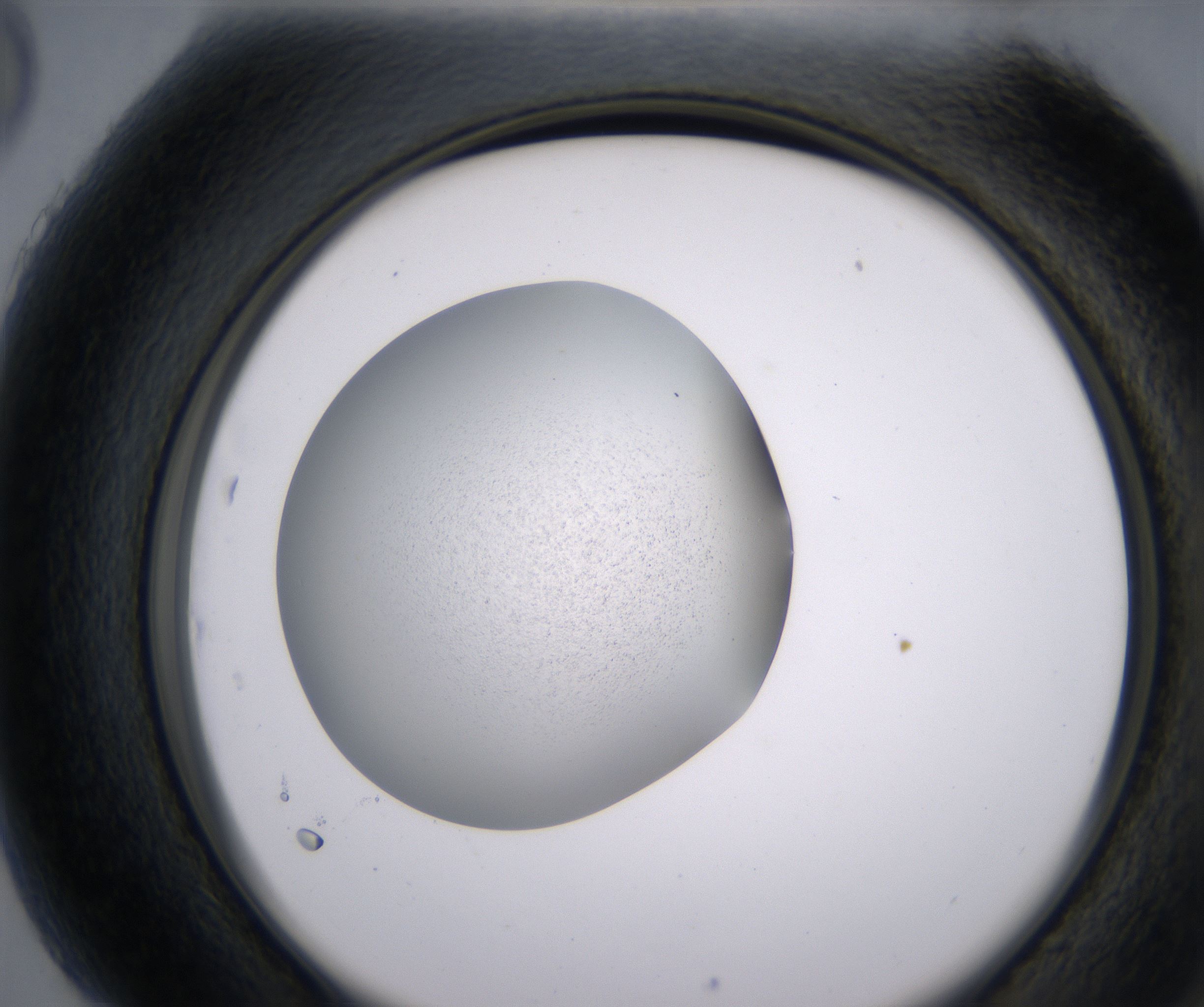 H5_HighResolution_Precipitate_2.jpg