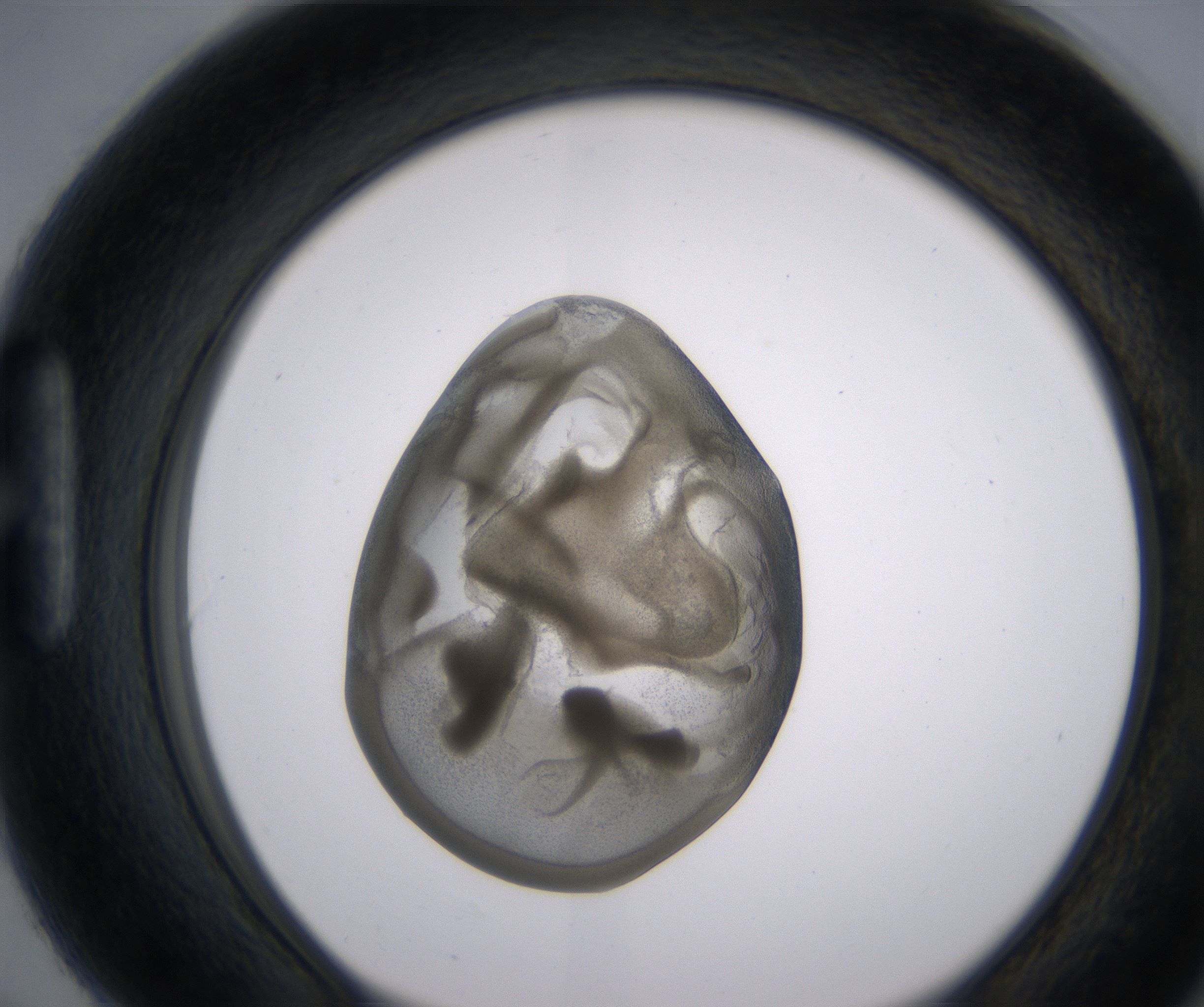 H6_HighResolution_Precipitate_1.jpg