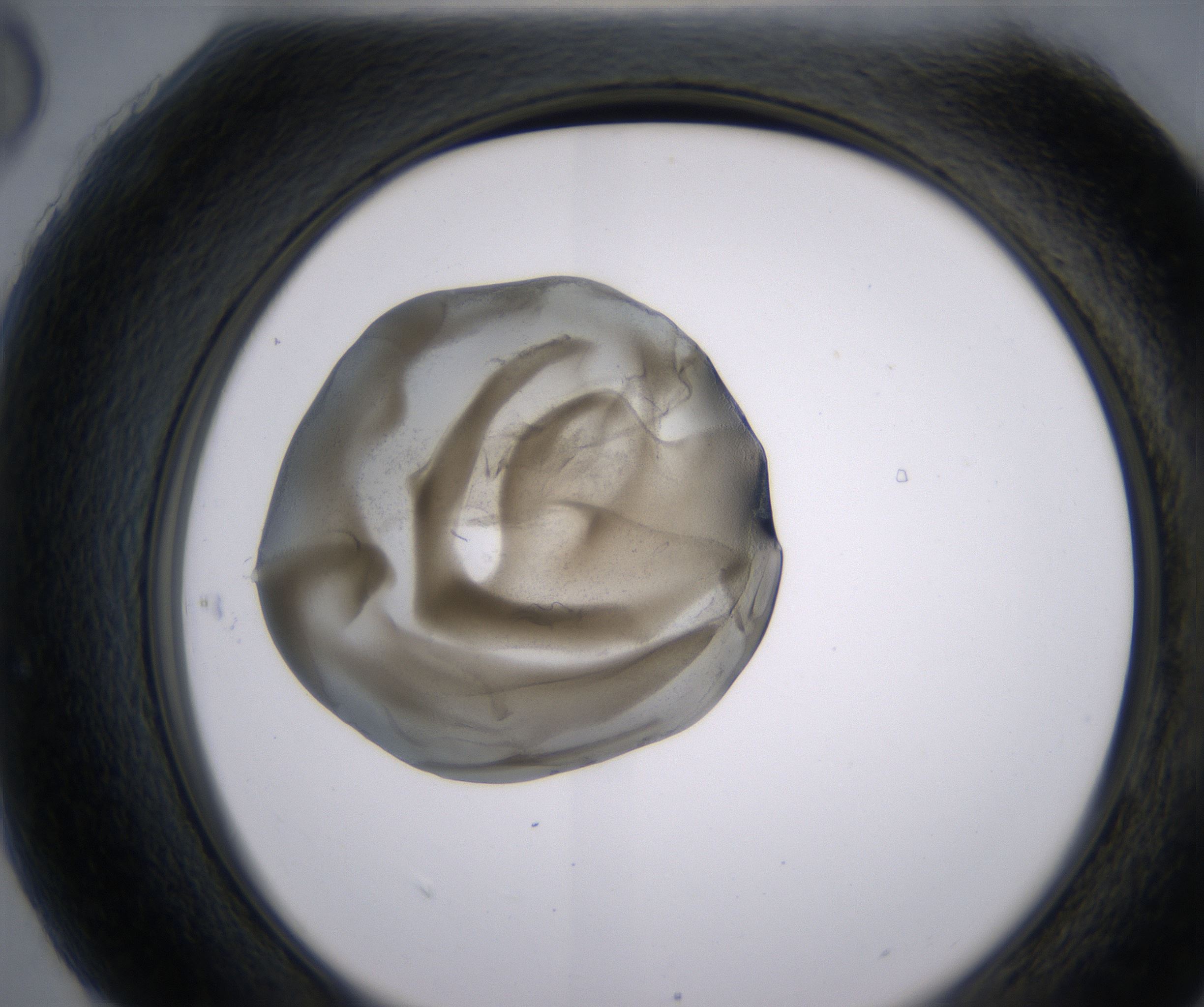 H6_HighResolution_Precipitate_2.jpg