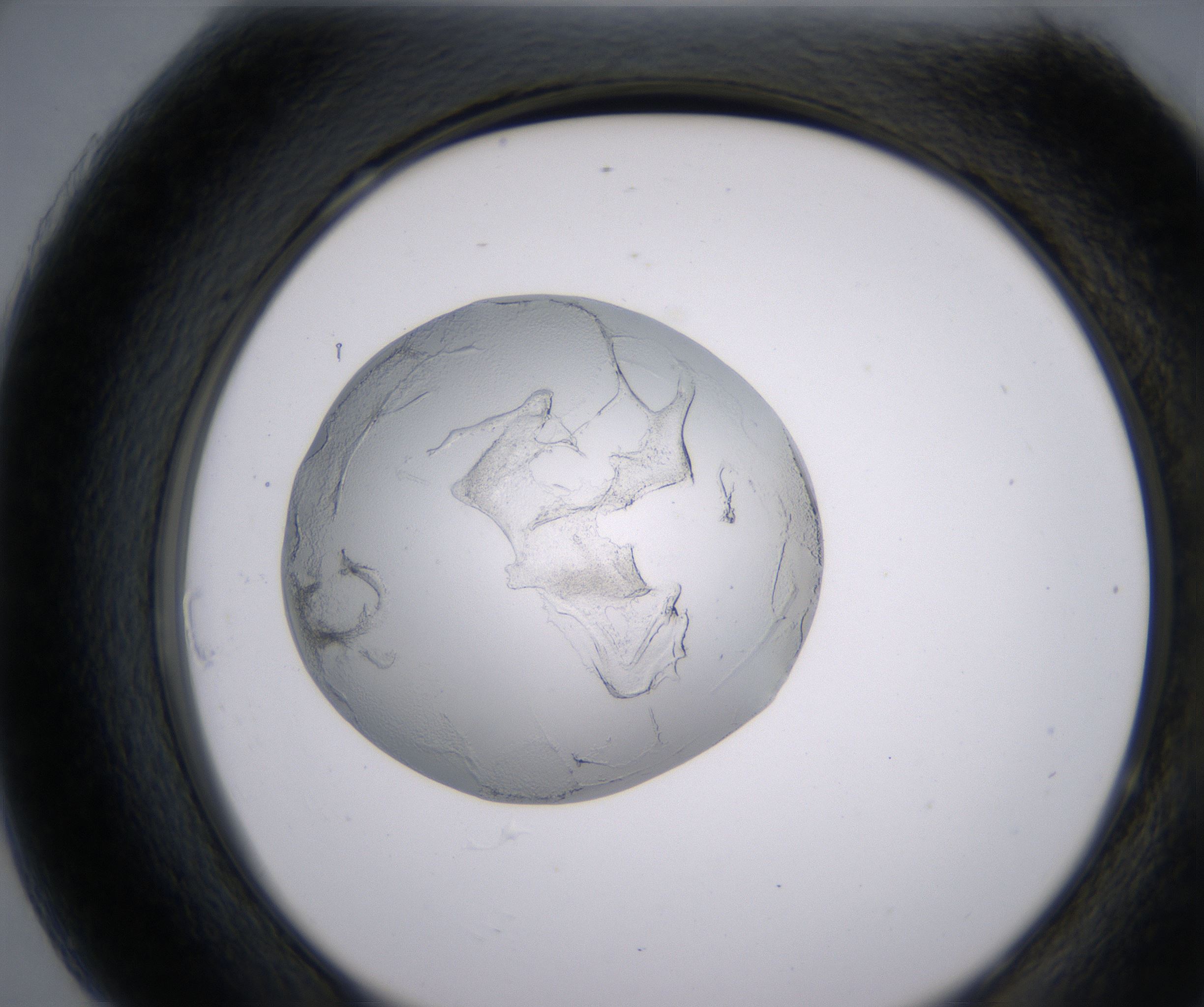 H7_HighResolution_Precipitate_2.jpg