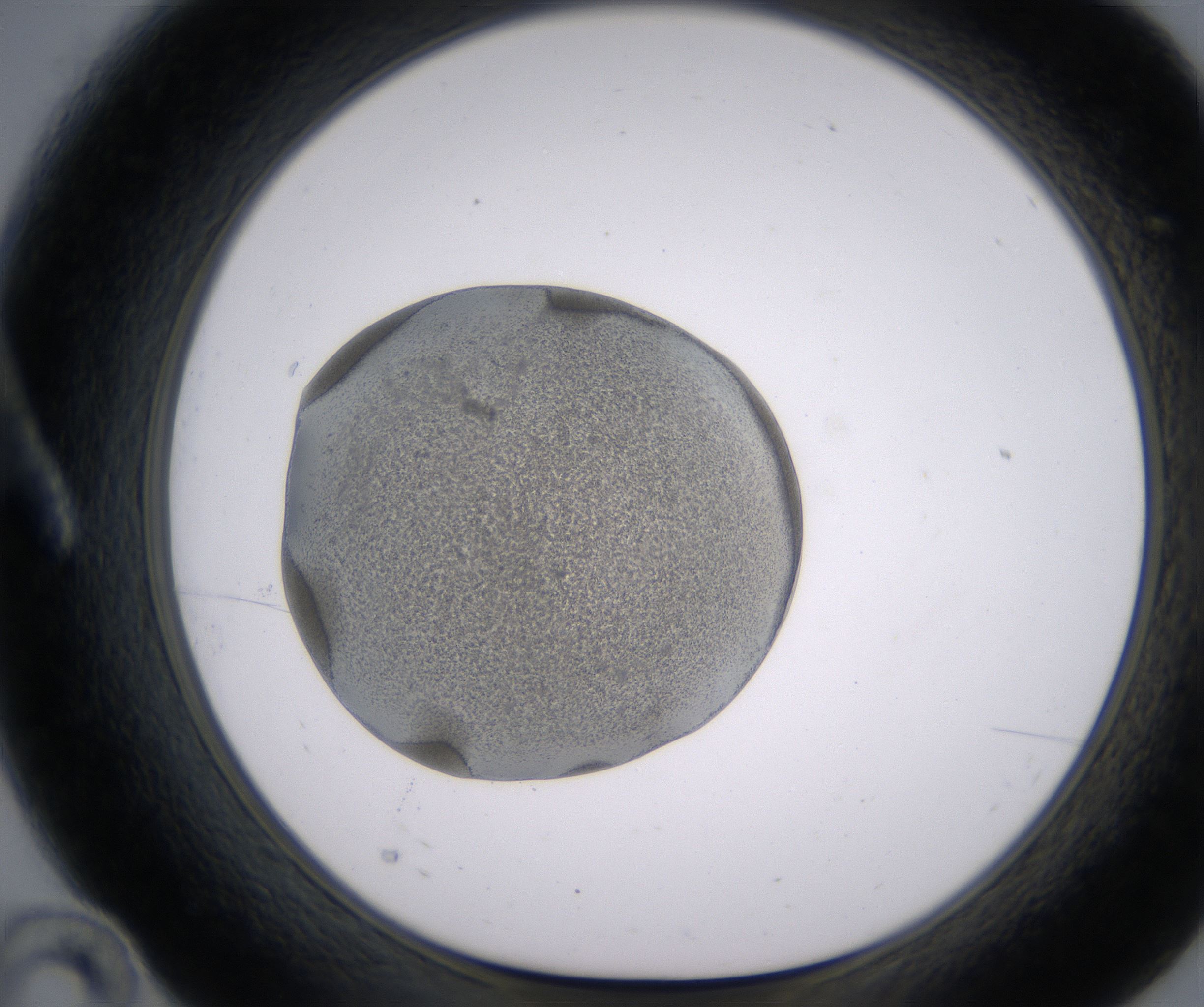A10_HighResolution_Precipitate_1.jpg