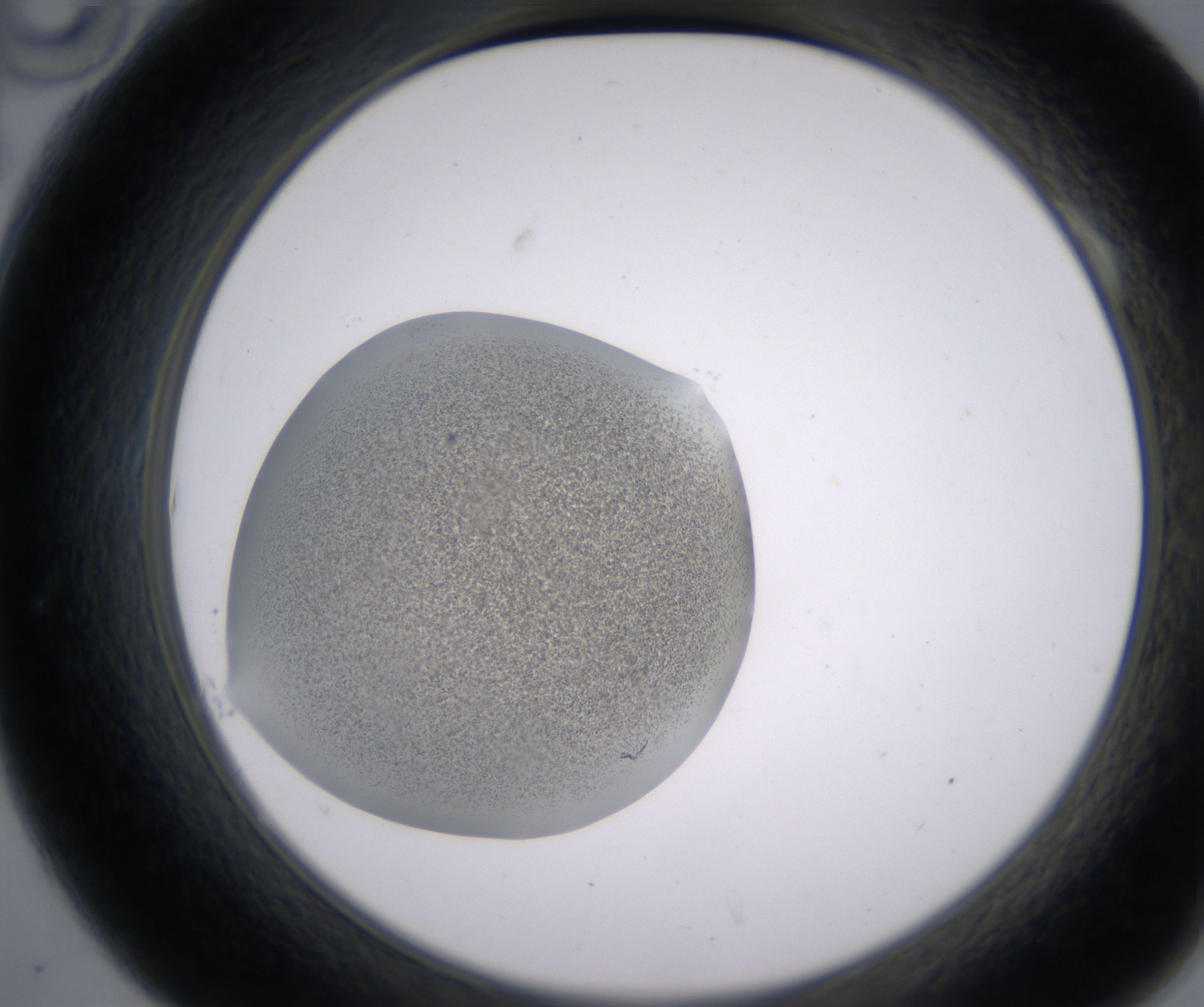 A10_HighResolution_Precipitate_2.jpg