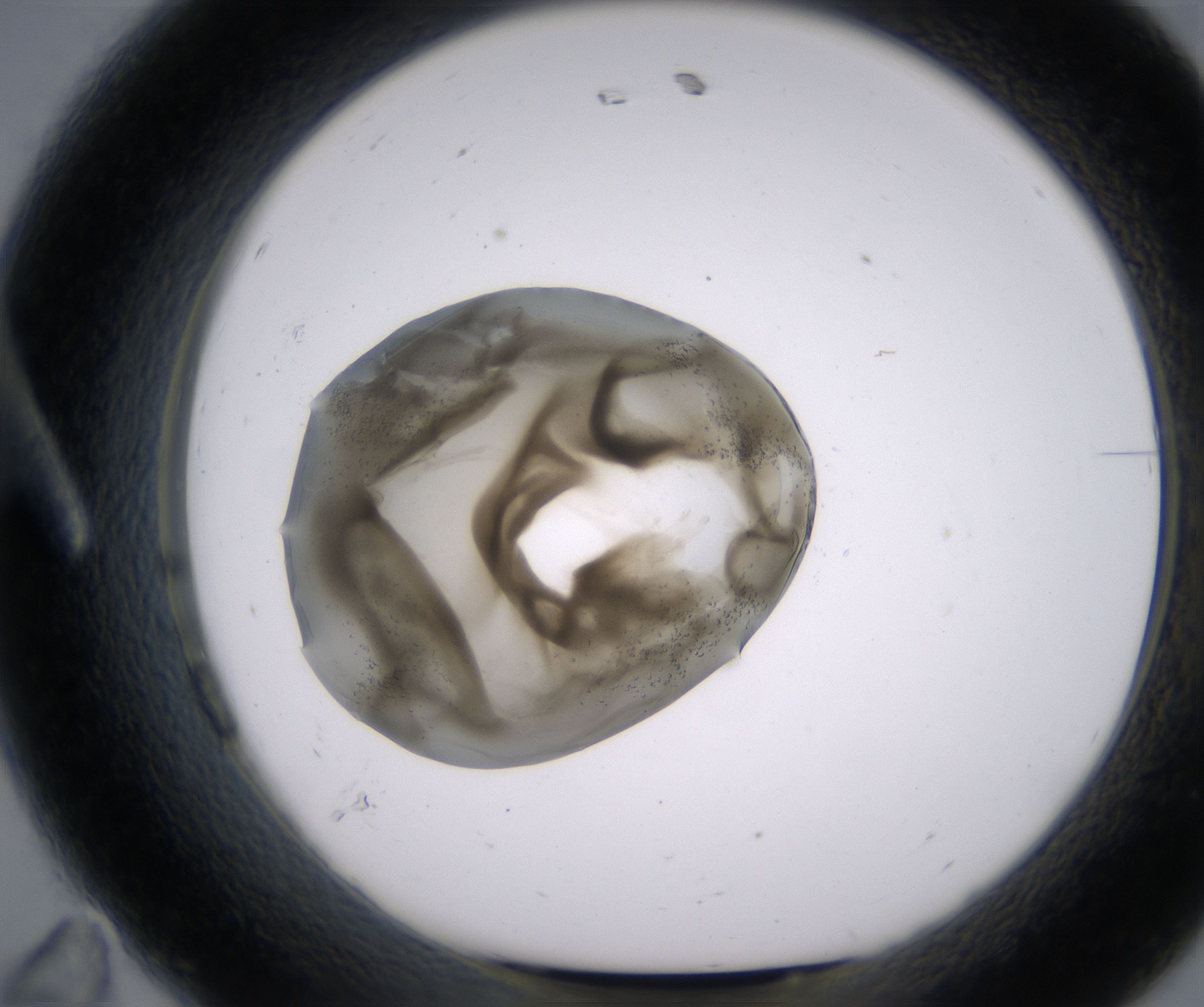 A11_HighResolution_Precipitate_1.jpg