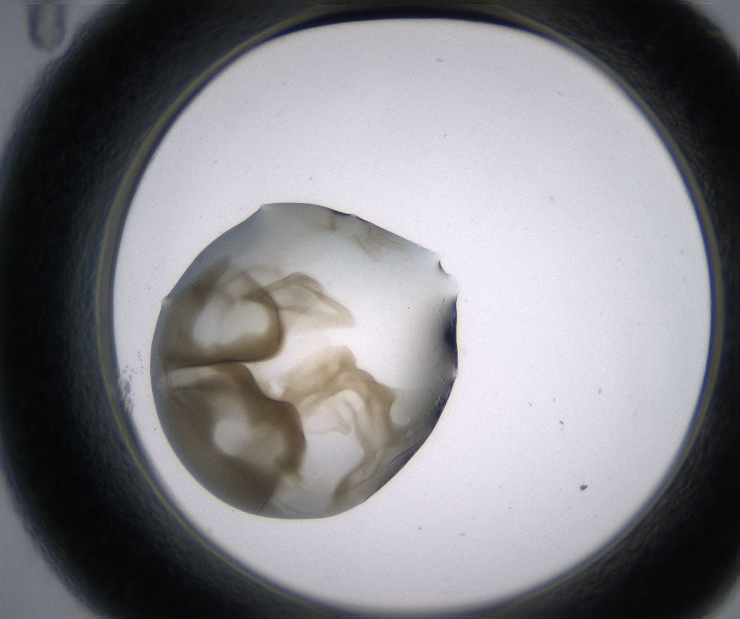 A11_HighResolution_Precipitate_2.jpg