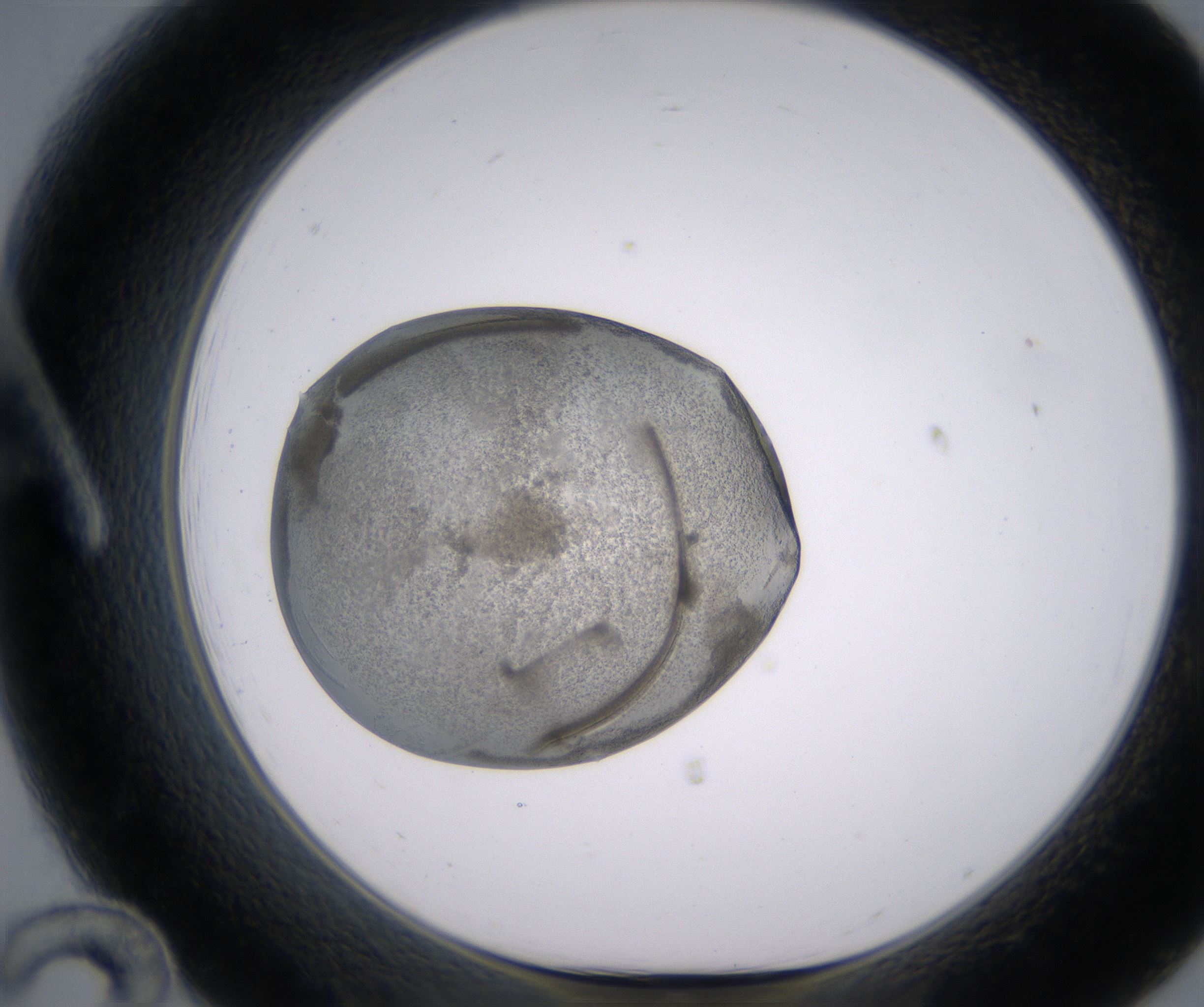 A12_HighResolution_Precipitate_1.jpg