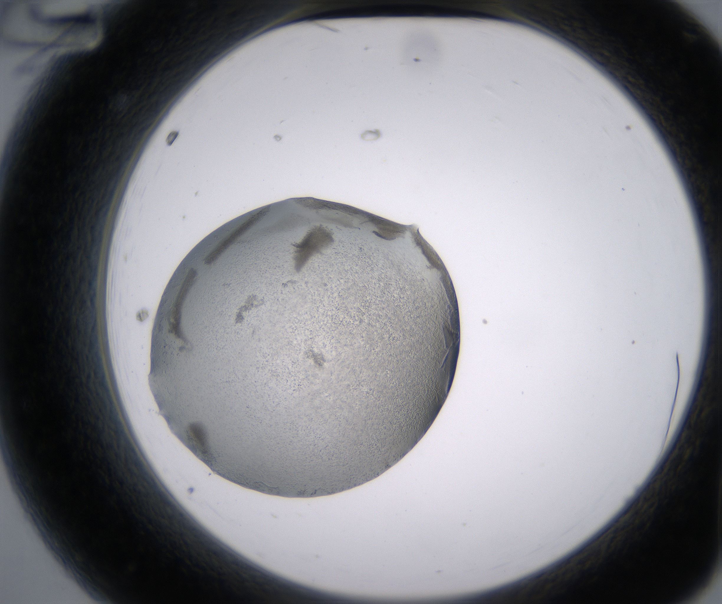 A12_HighResolution_Precipitate_2.jpg