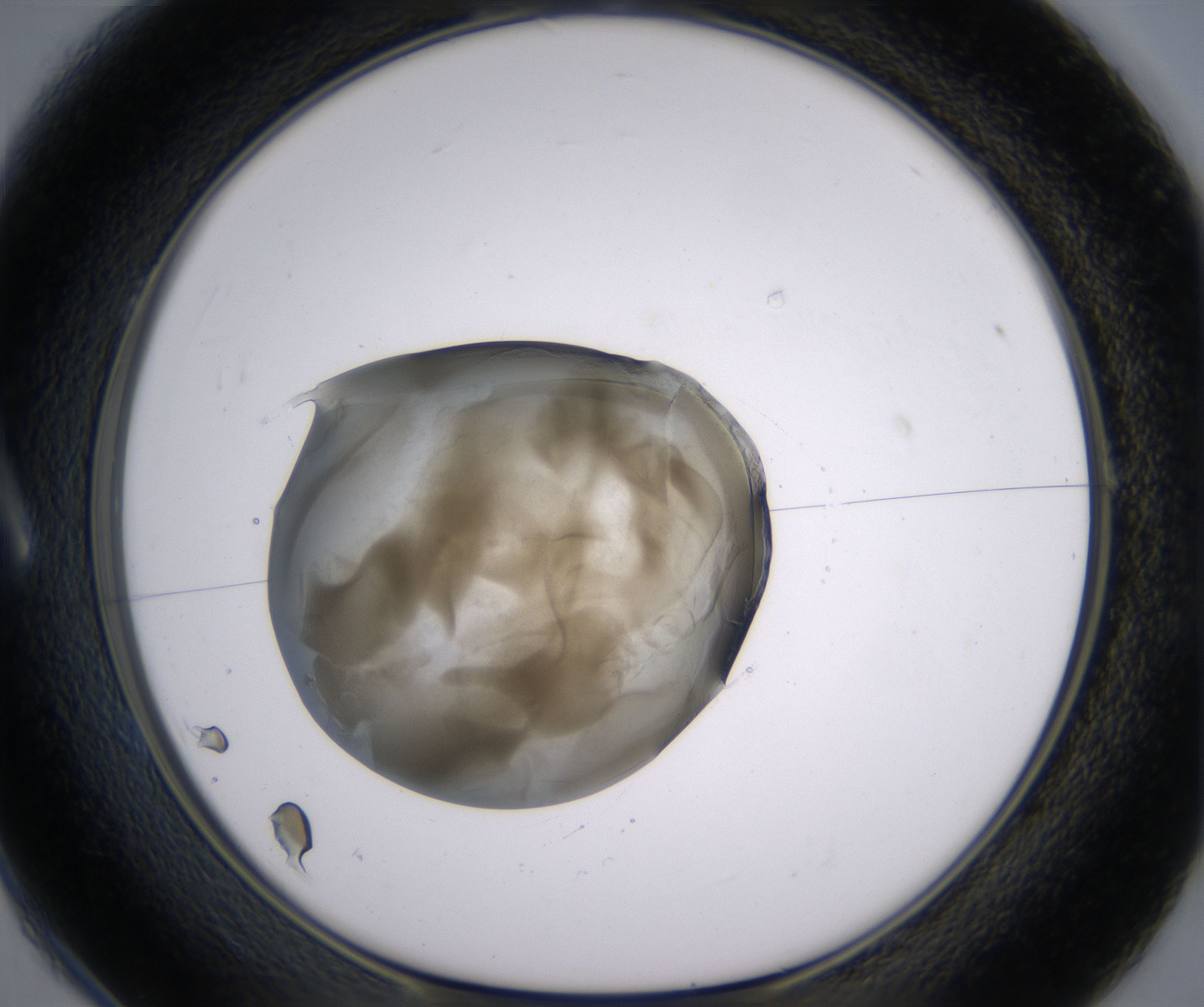 A1_HighResolution_Precipitate_1.jpg