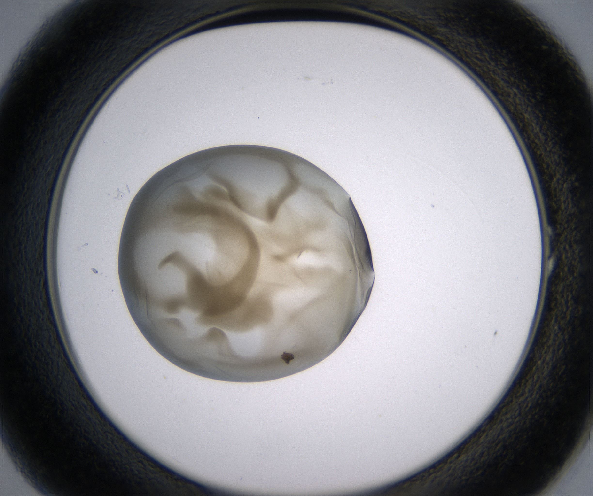 A1_HighResolution_Precipitate_2.jpg