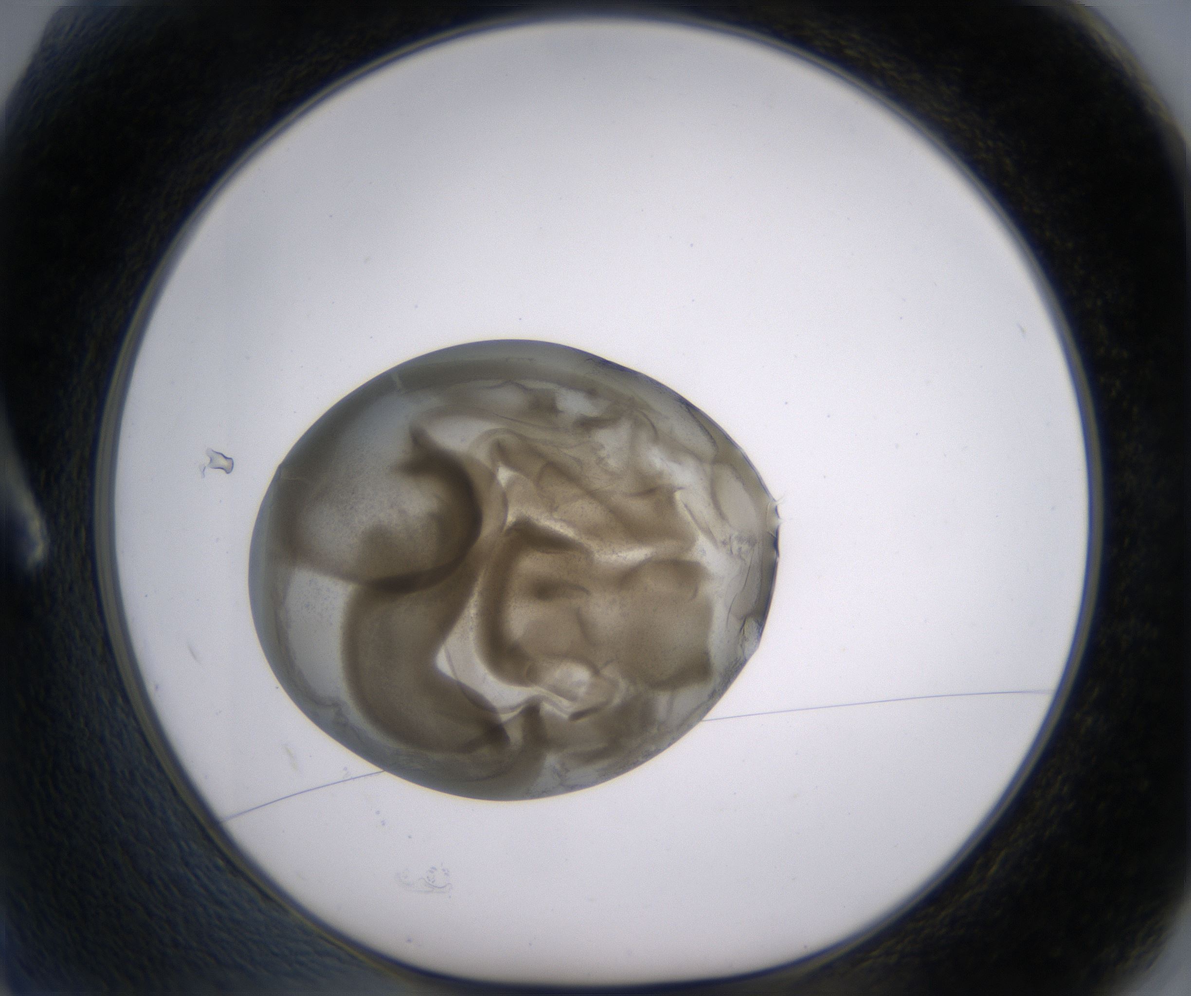 A2_HighResolution_Precipitate_1.jpg