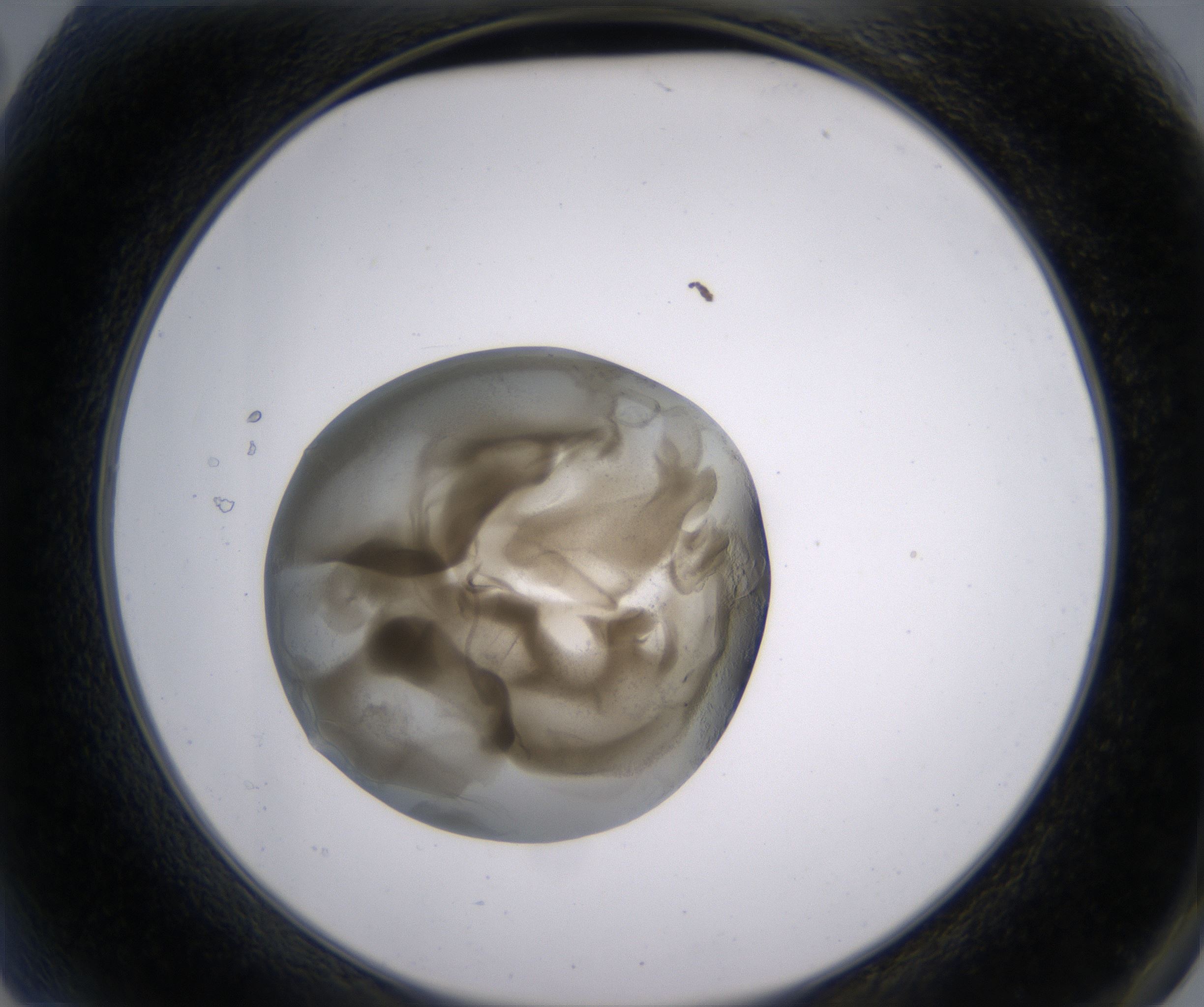 A2_HighResolution_Precipitate_2.jpg