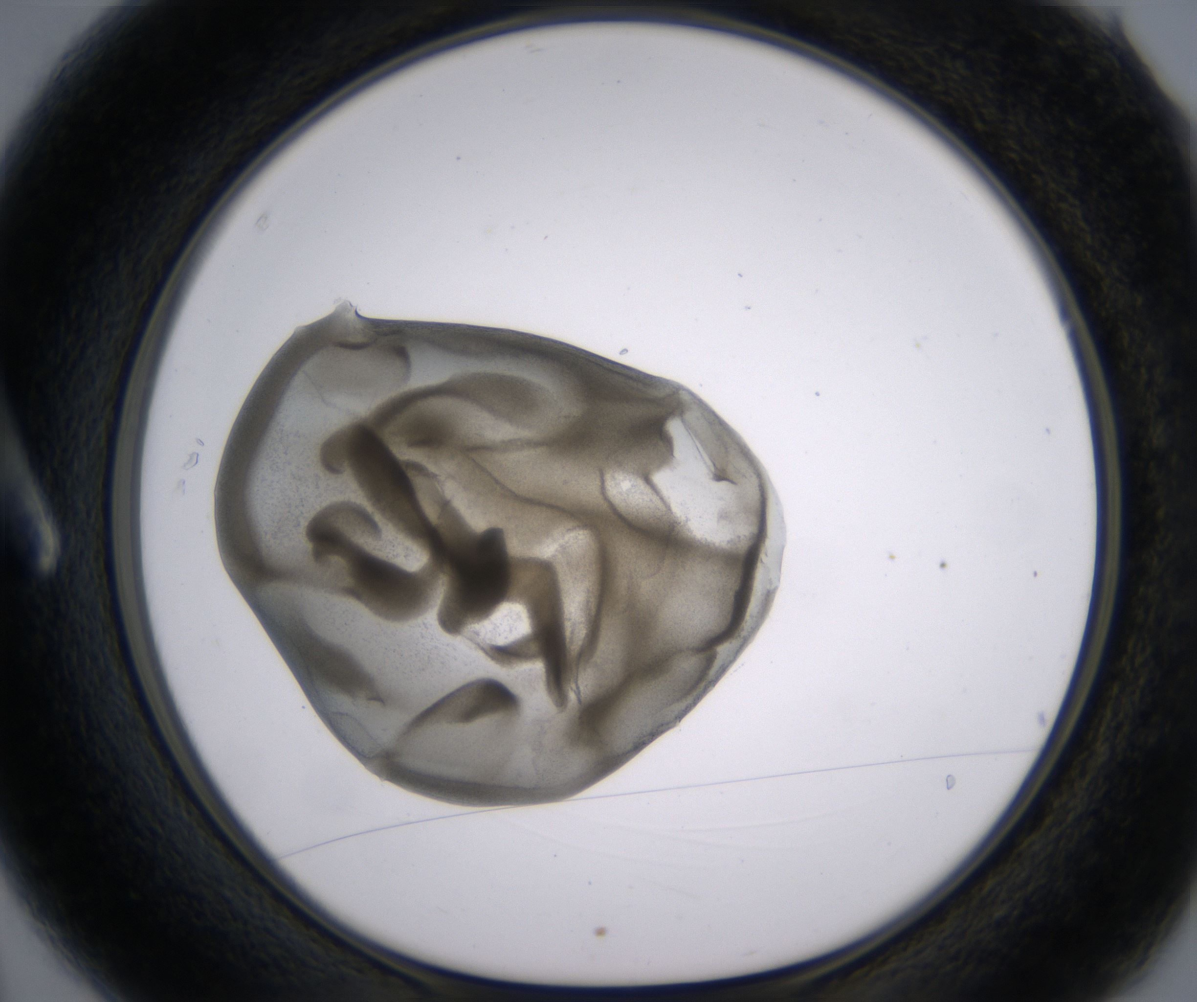 A3_HighResolution_Precipitate_1.jpg