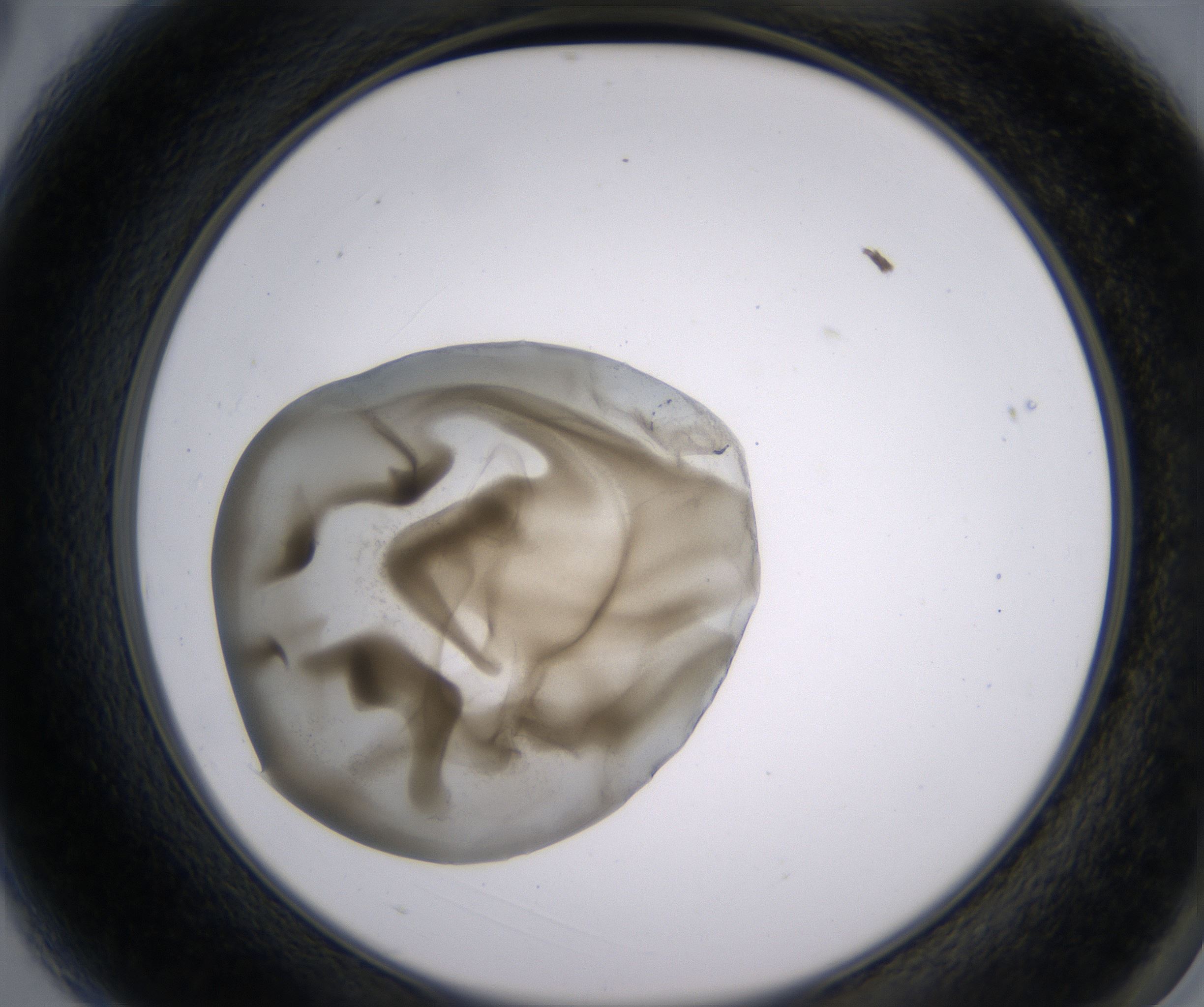 A3_HighResolution_Precipitate_2.jpg