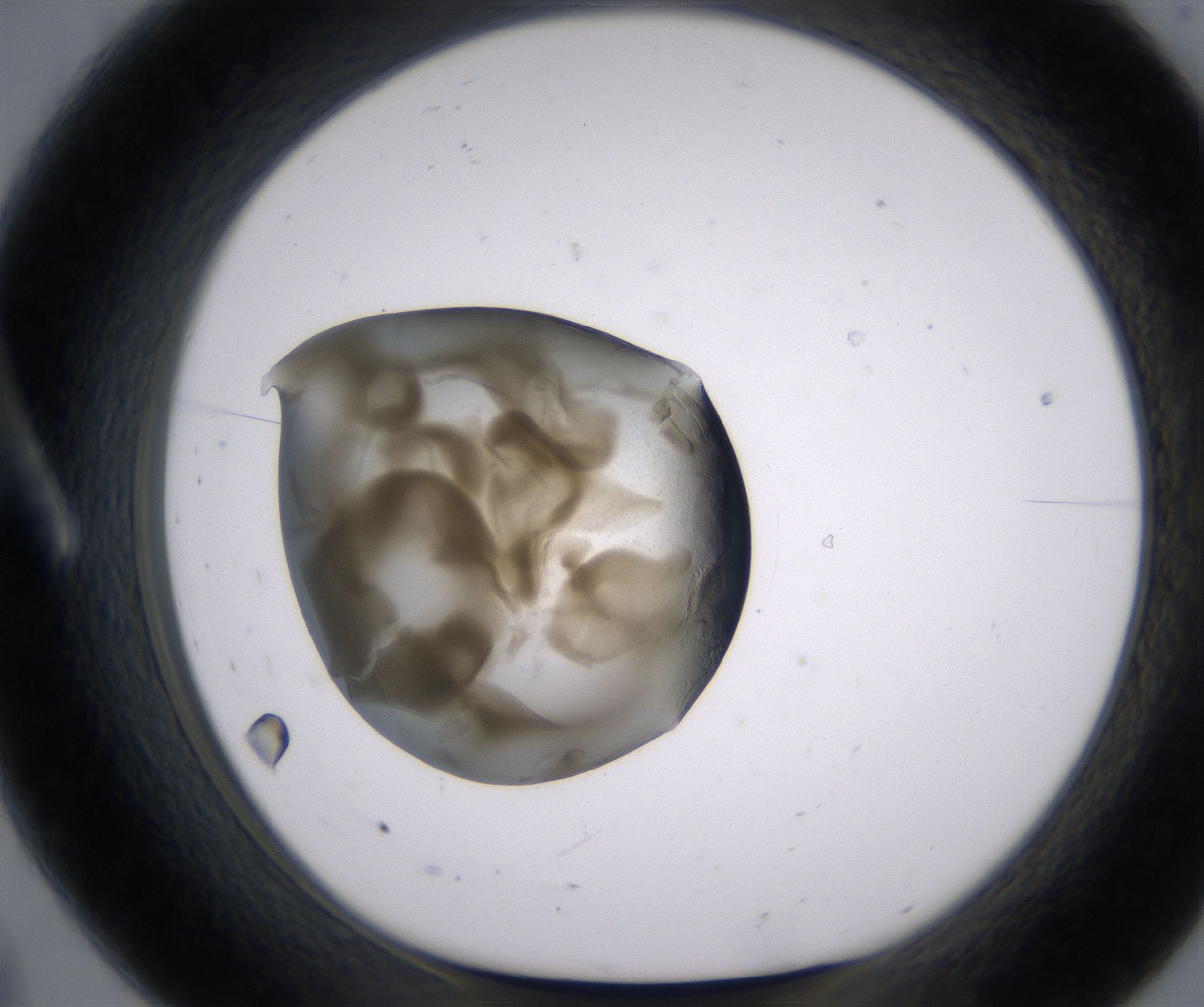A8_HighResolution_Precipitate_1.jpg