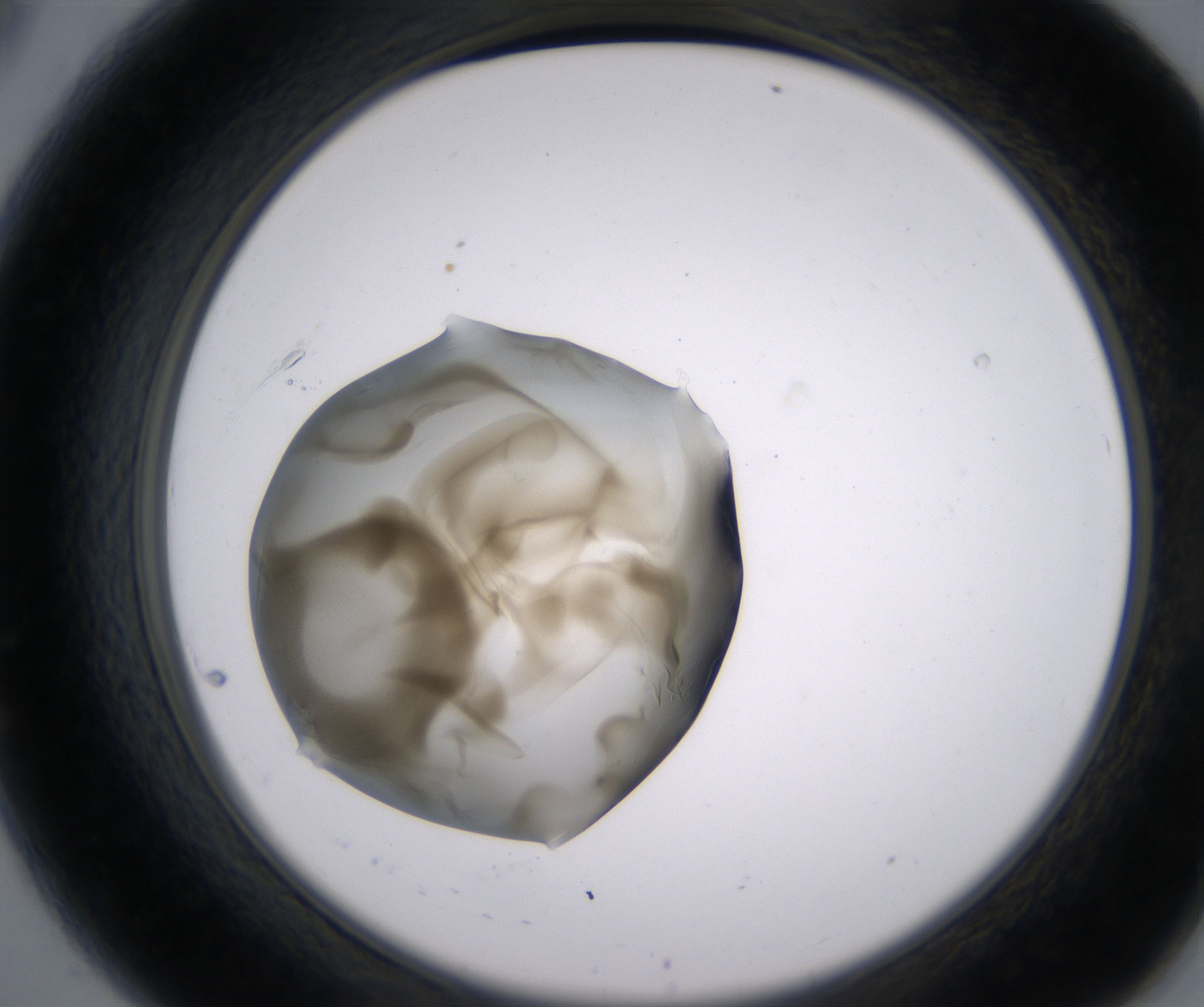 A8_HighResolution_Precipitate_2.jpg