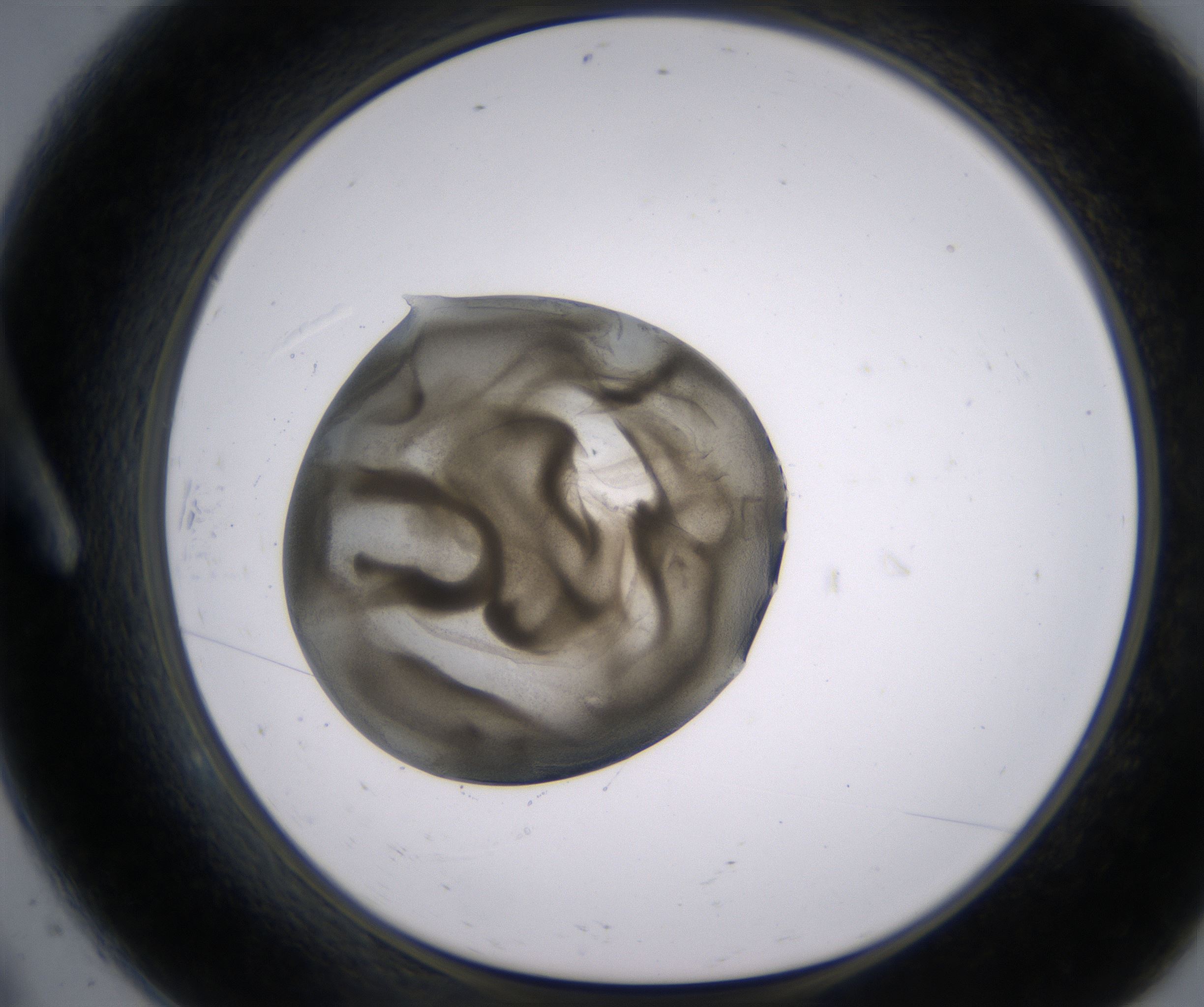 A9_HighResolution_Precipitate_1.jpg