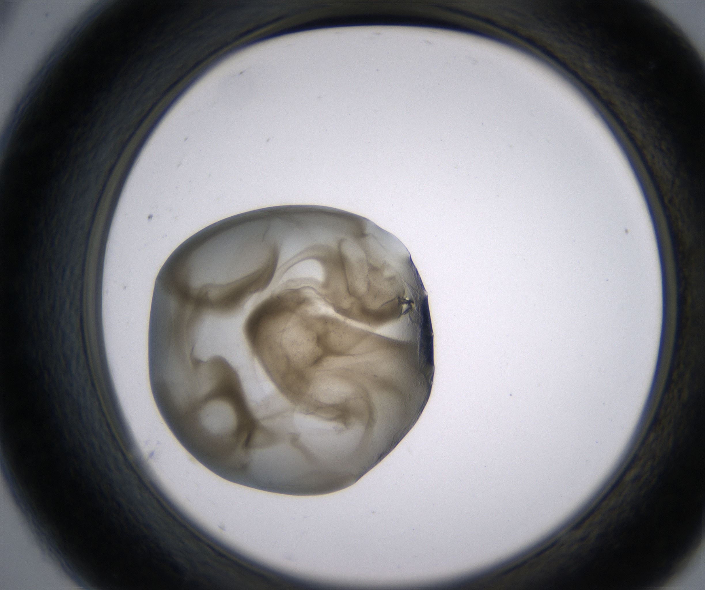 A9_HighResolution_Precipitate_2.jpg