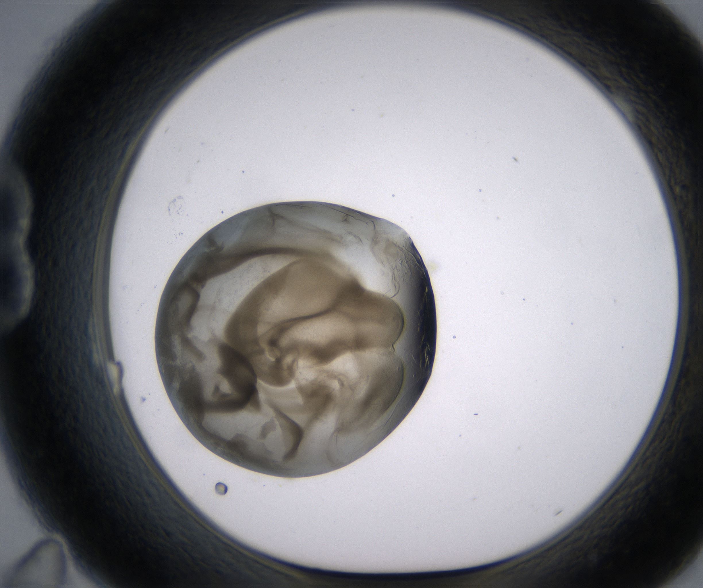 B11_HighResolution_Precipitate_1.jpg
