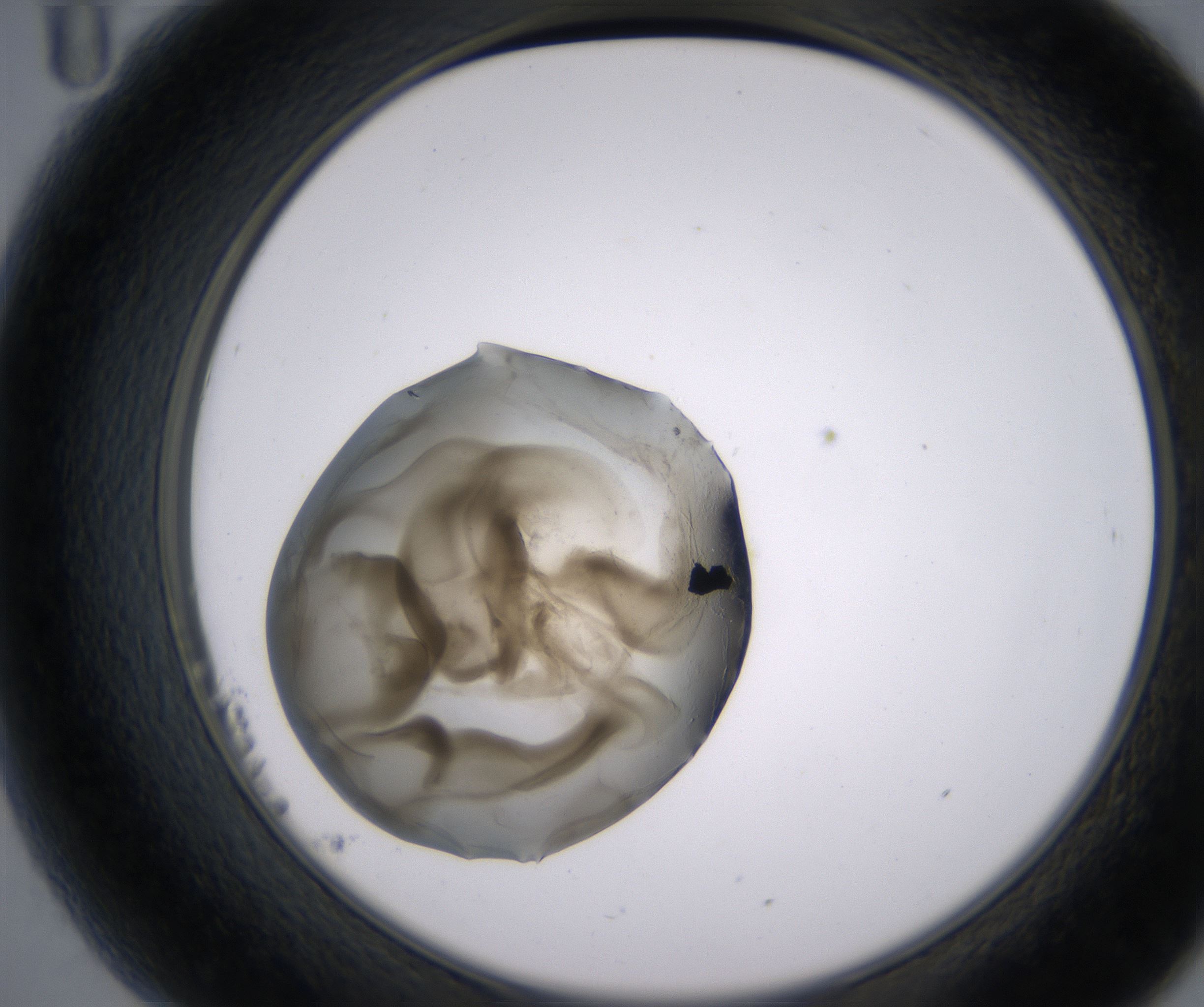 B11_HighResolution_Precipitate_2.jpg