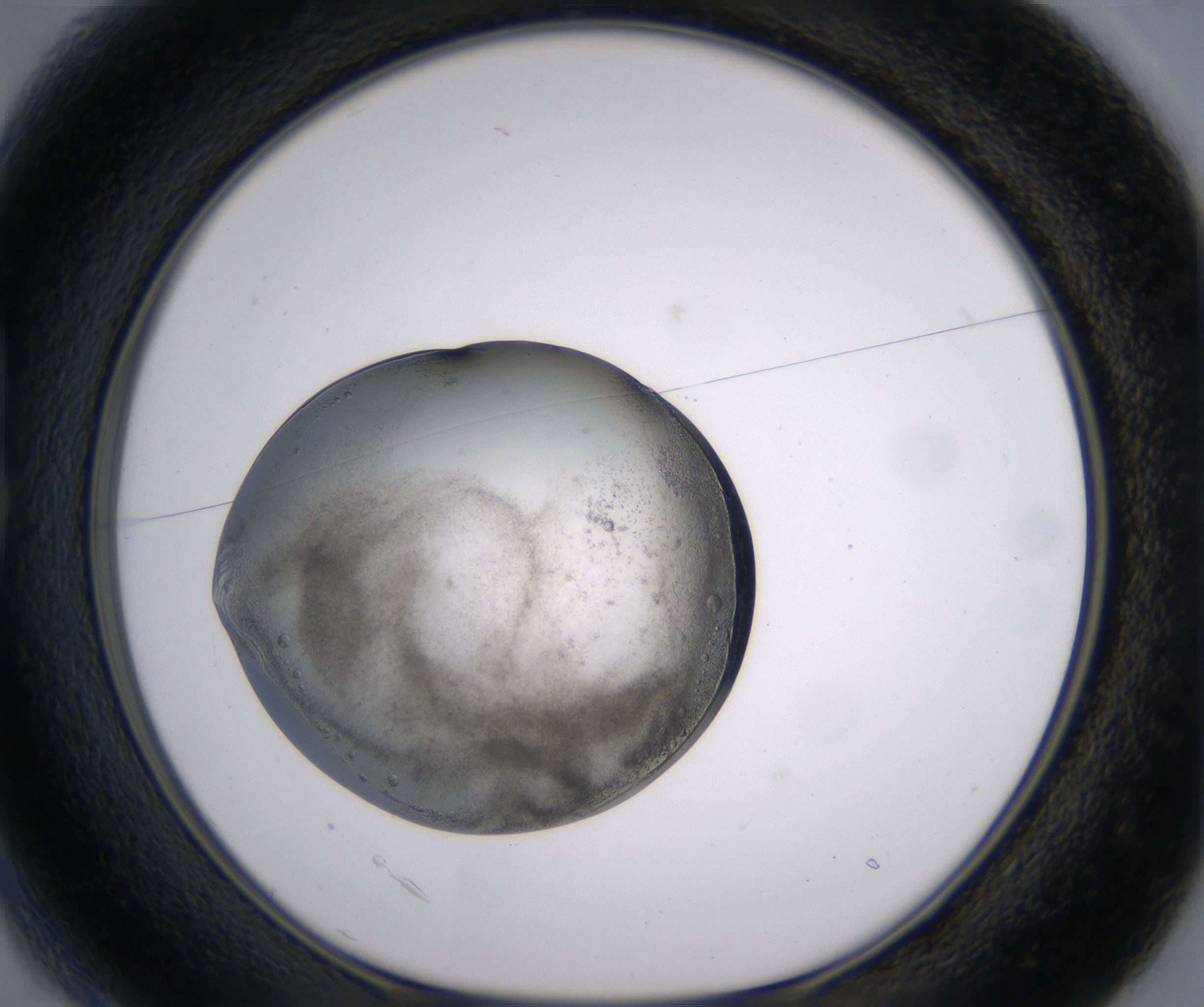 B1_HighResolution_Precipitate_1.jpg