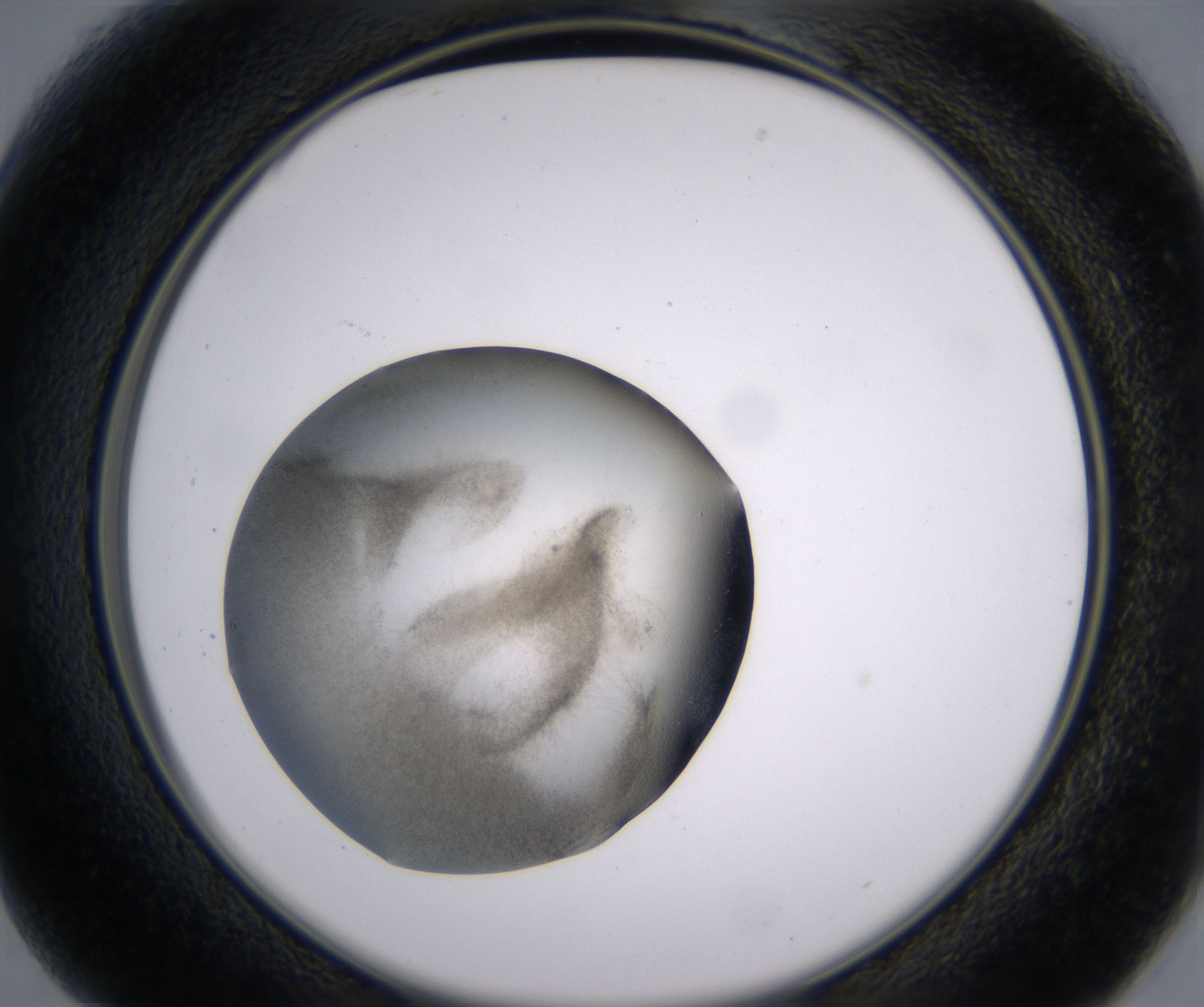 B1_HighResolution_Precipitate_2.jpg
