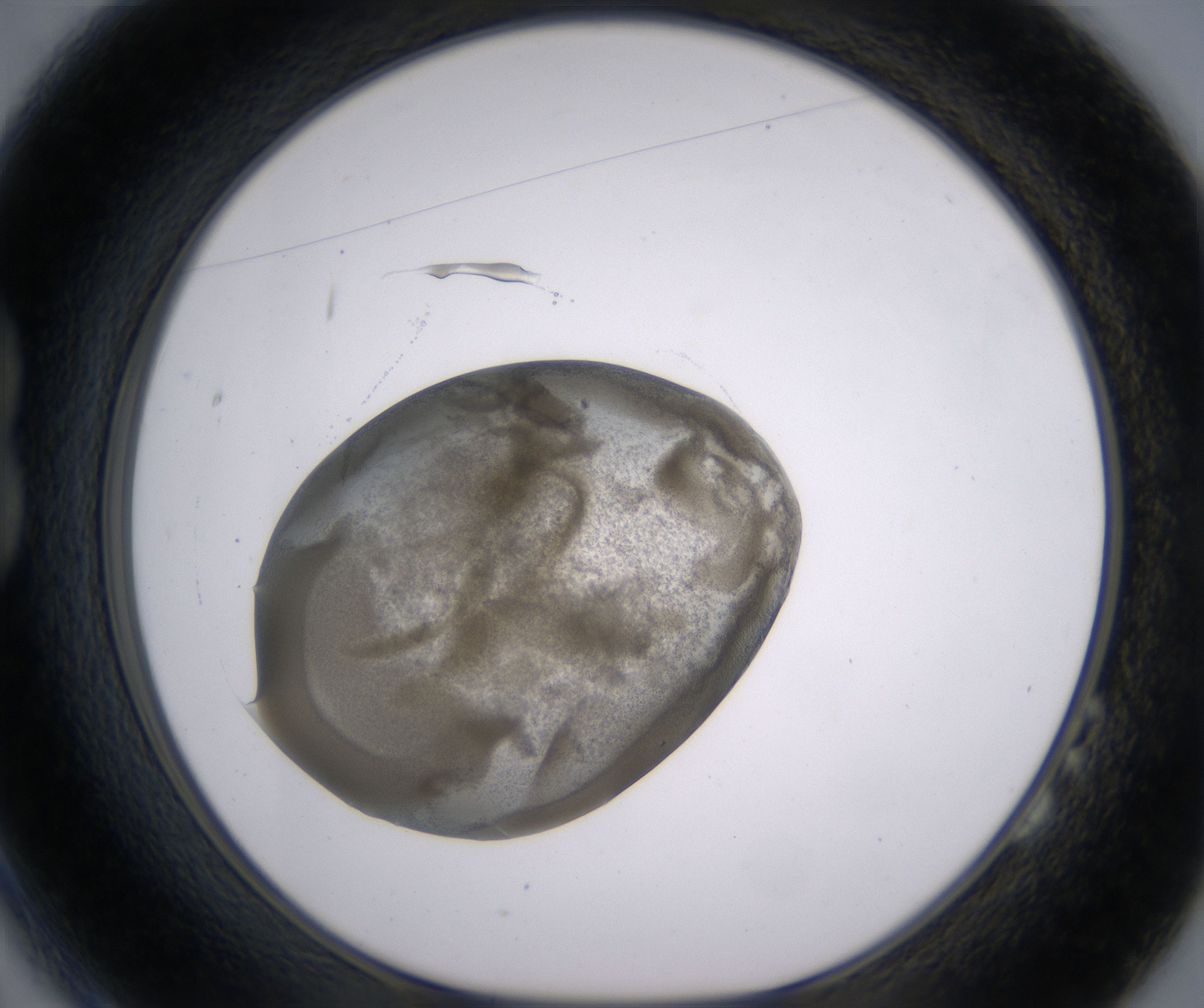 B2_HighResolution_Precipitate_1.jpg