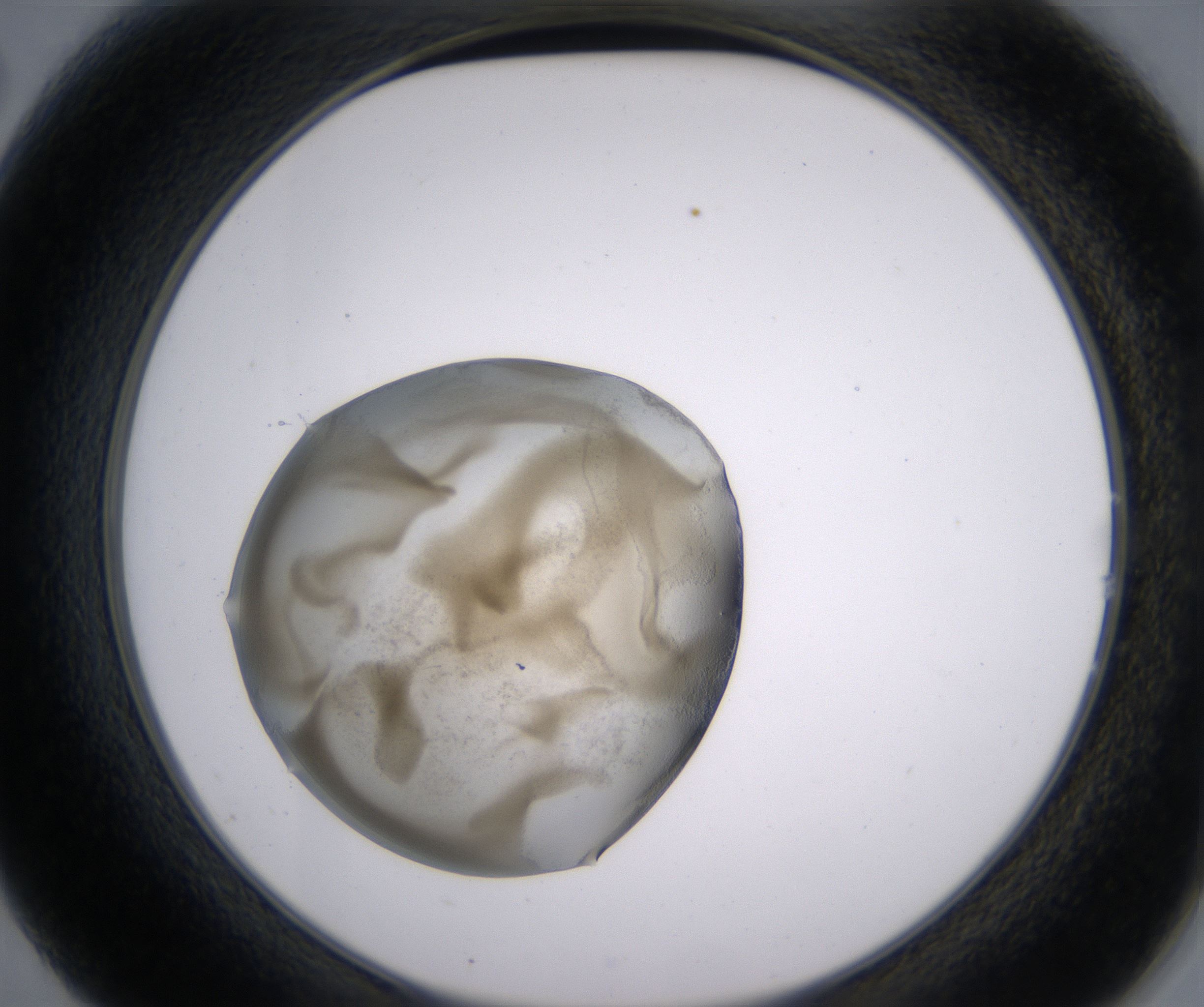 B2_HighResolution_Precipitate_2.jpg