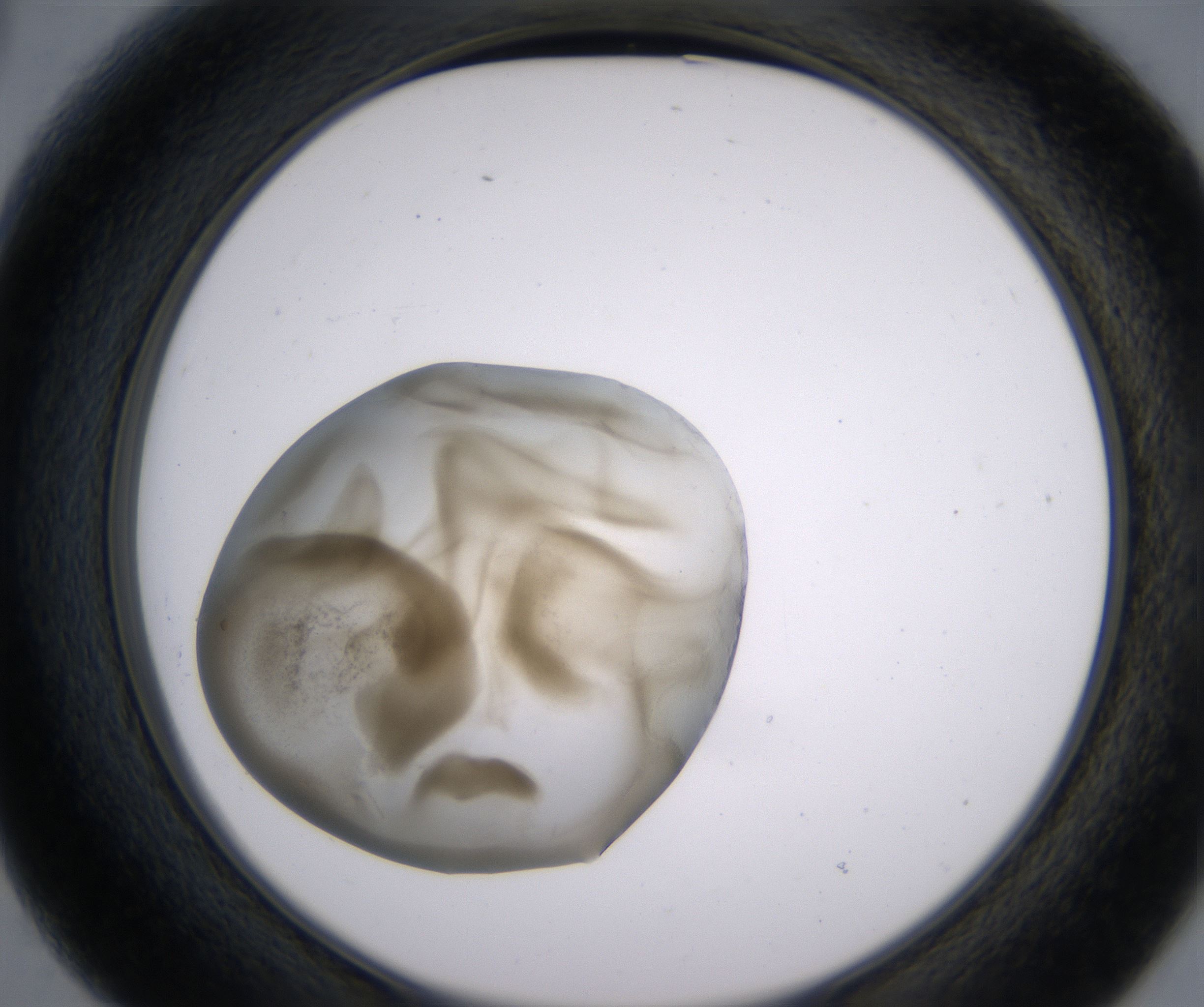B3_HighResolution_Precipitate_2.jpg