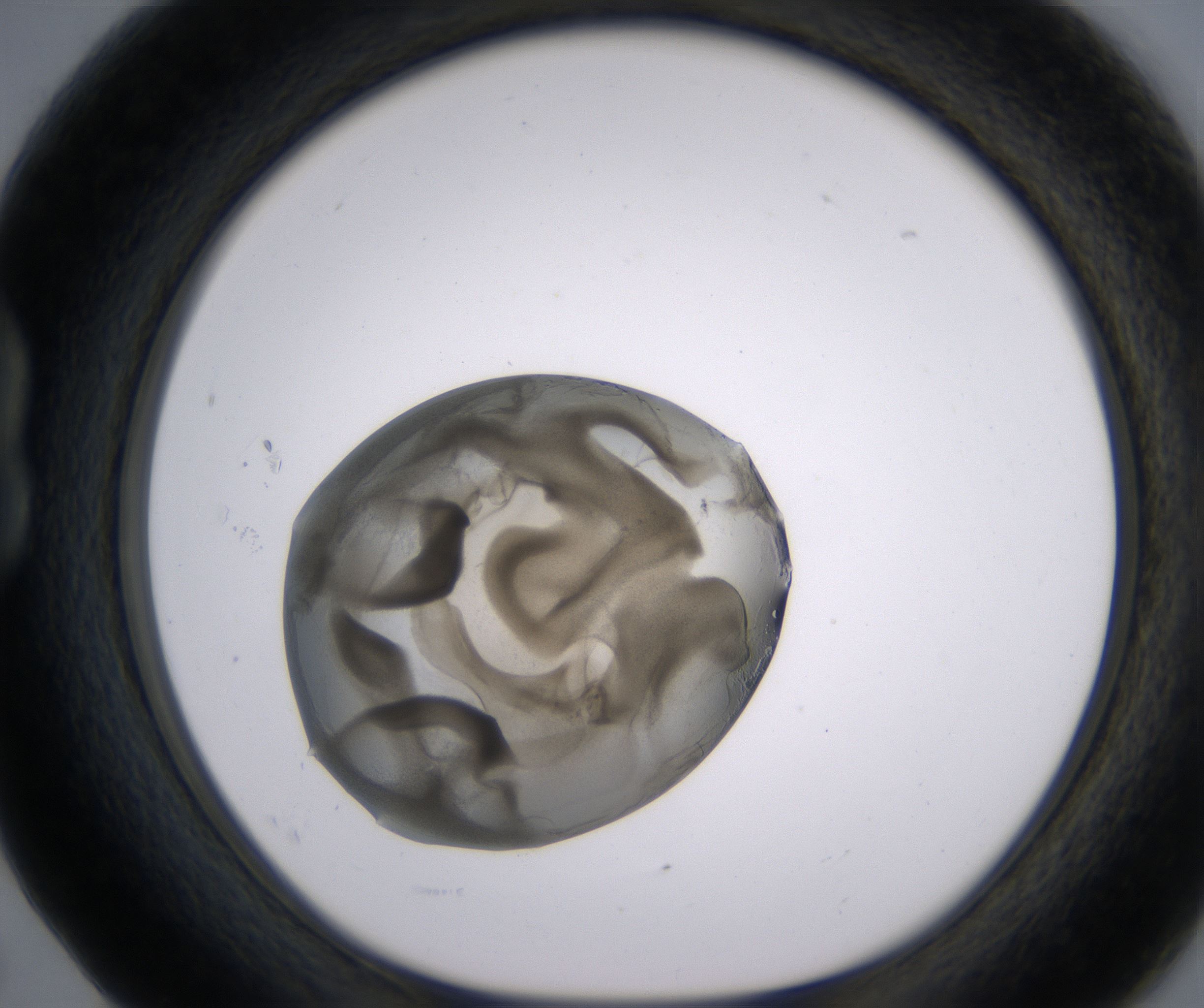 B5_HighResolution_Precipitate_1.jpg