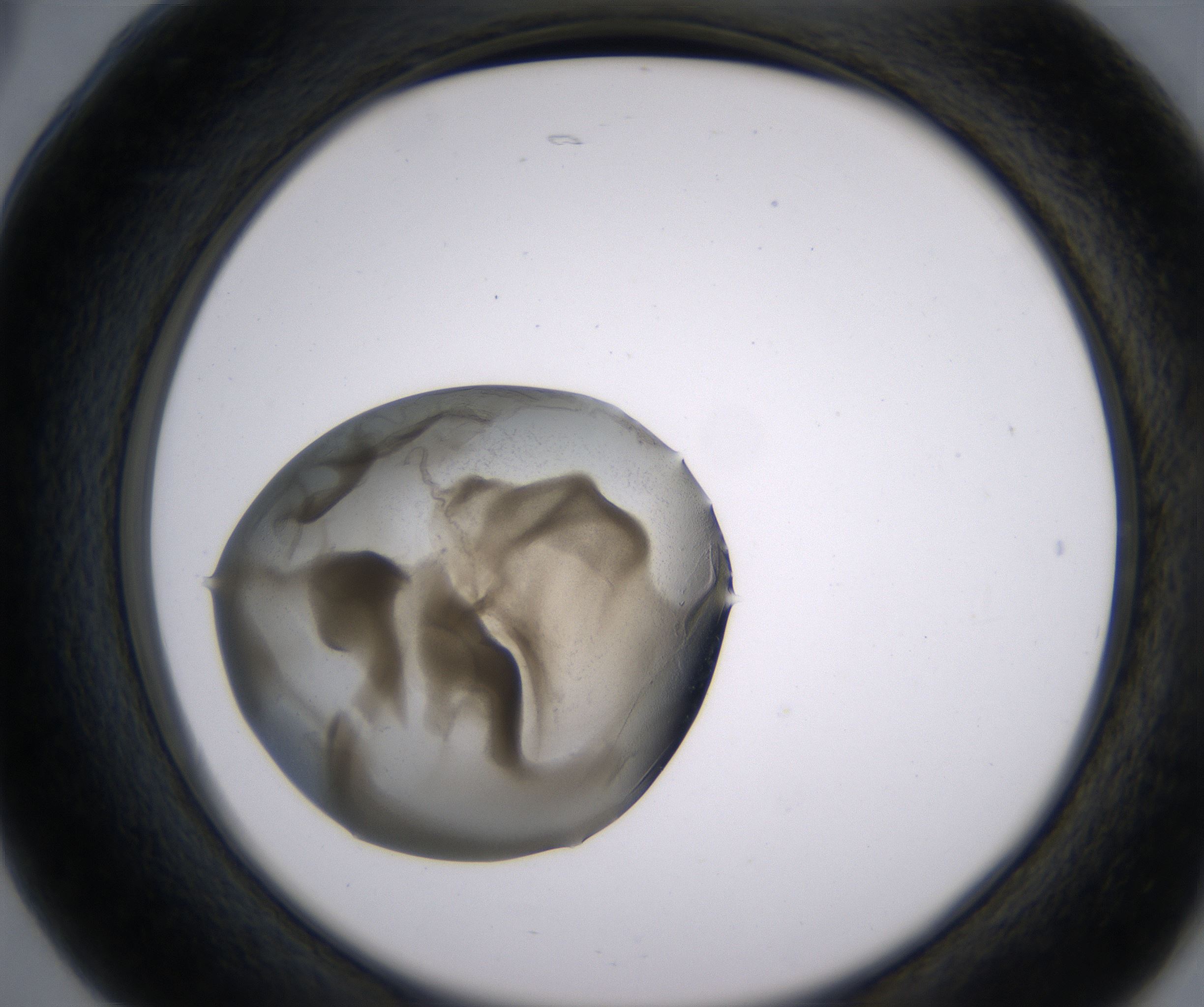 B5_HighResolution_Precipitate_2.jpg
