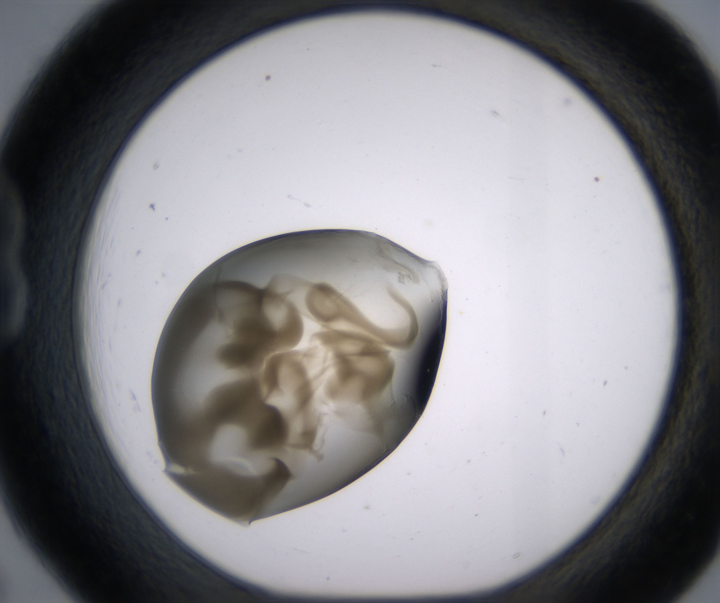 B6_HighResolution_Precipitate_1.jpg