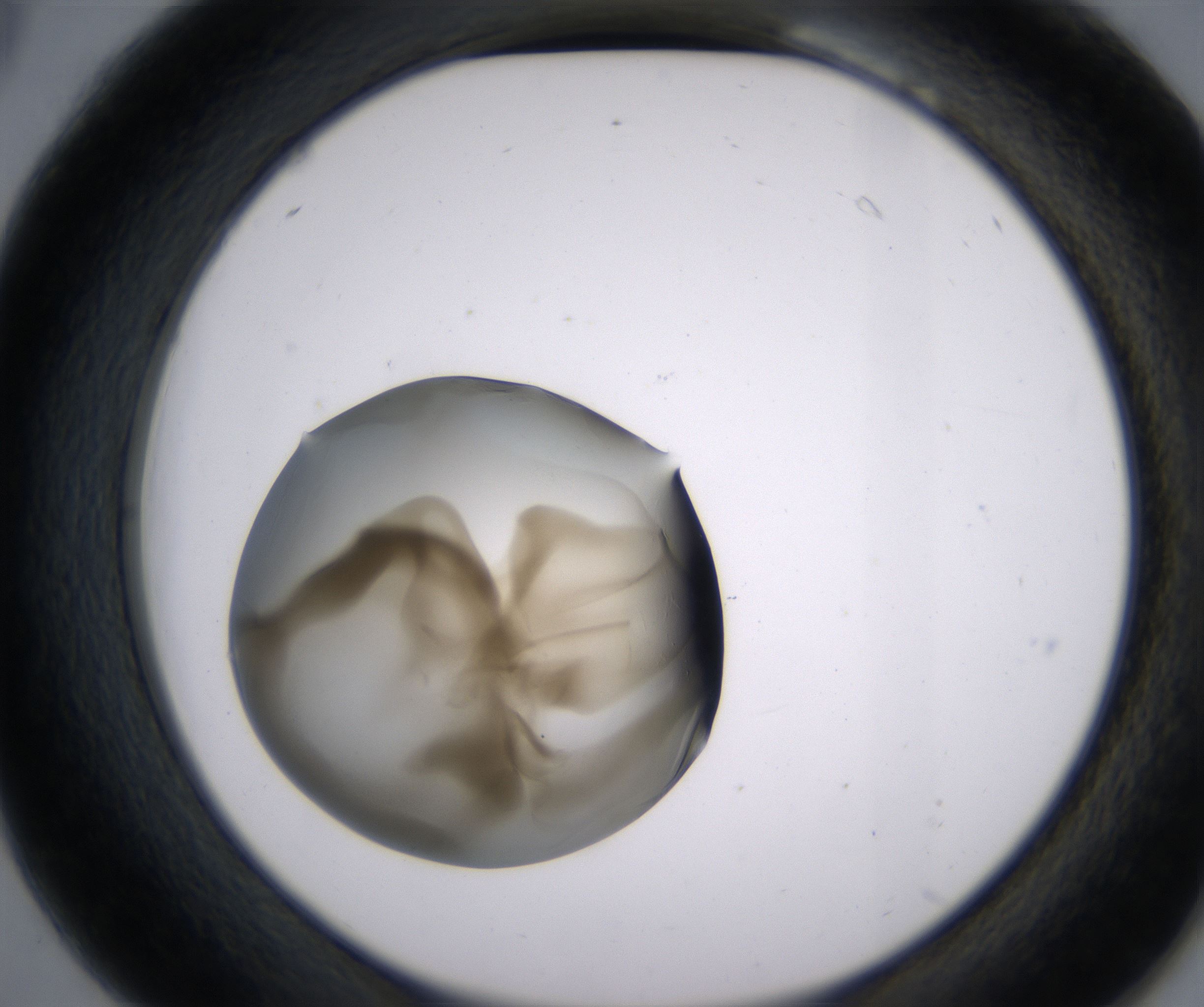 B6_HighResolution_Precipitate_2.jpg
