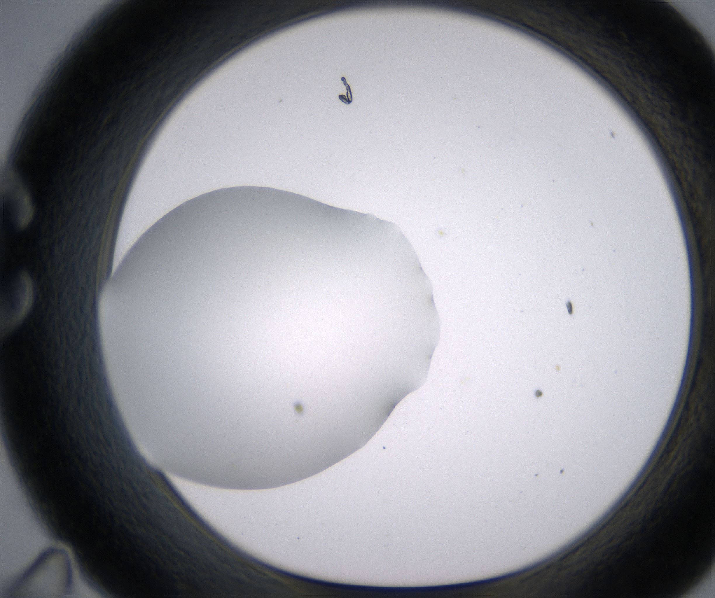 C11_HighResolution_Clear_1.jpg