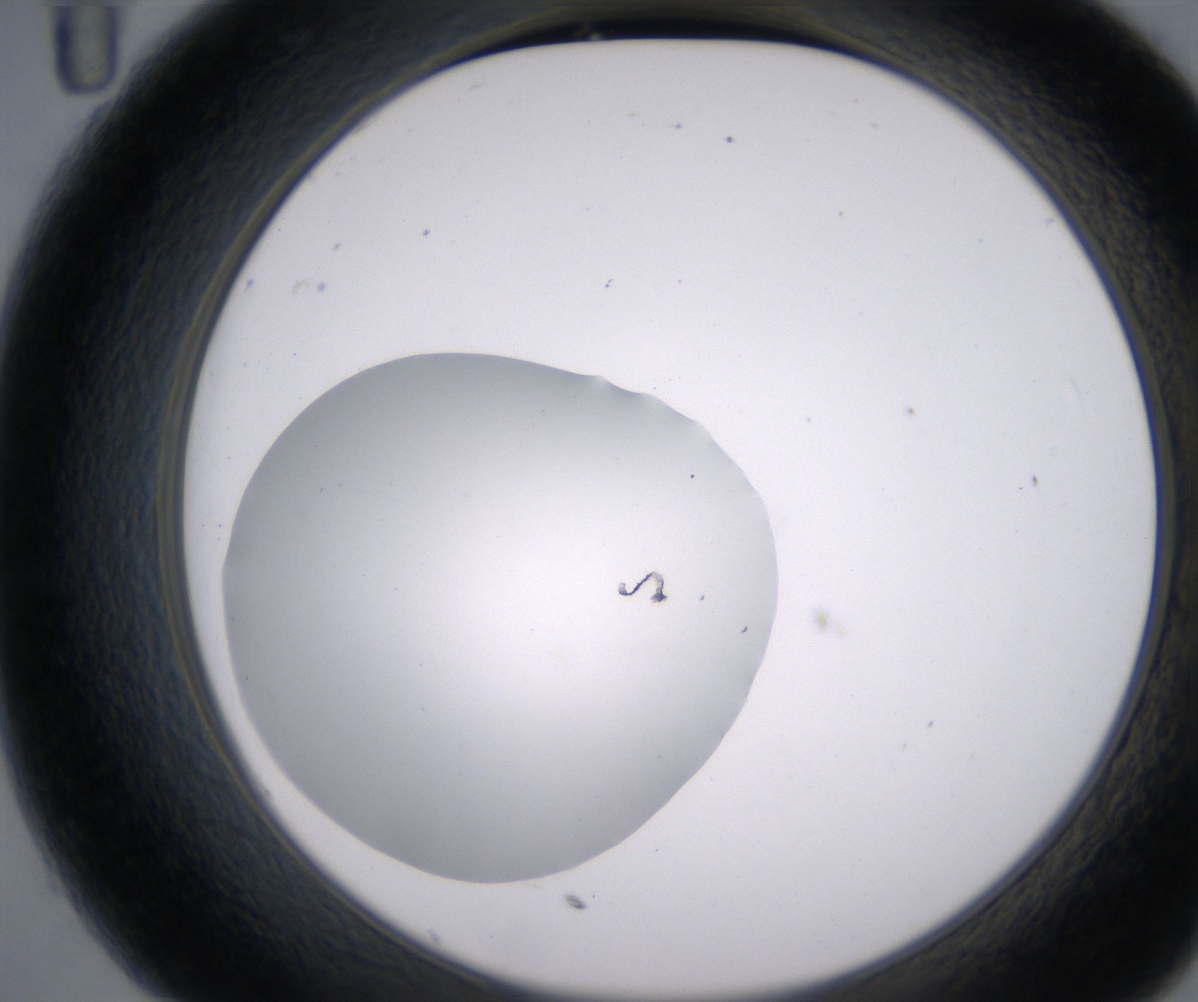 C11_HighResolution_Clear_2.jpg