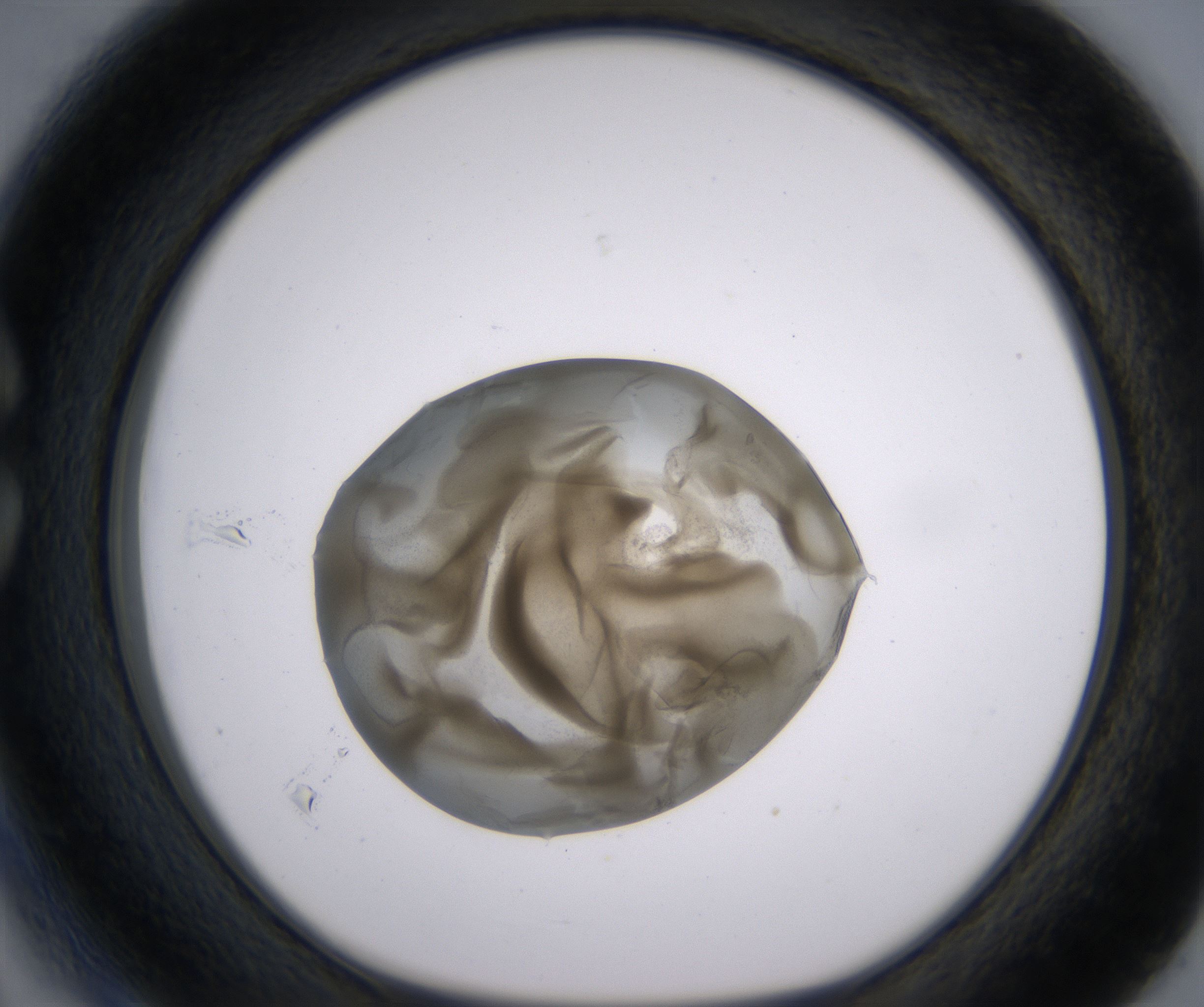 C3_HighResolution_Precipitate_1.jpg