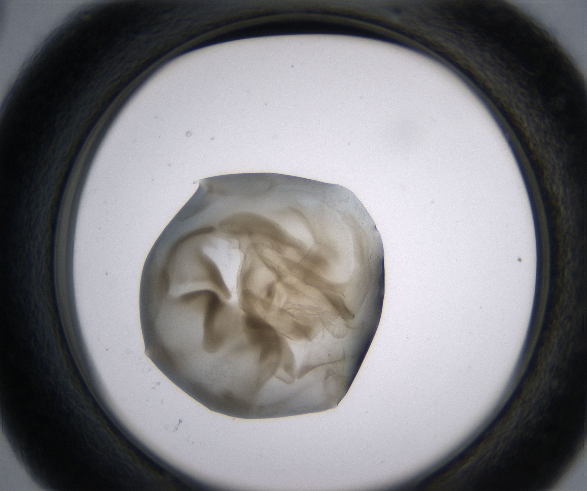 C3_HighResolution_Precipitate_2.jpg