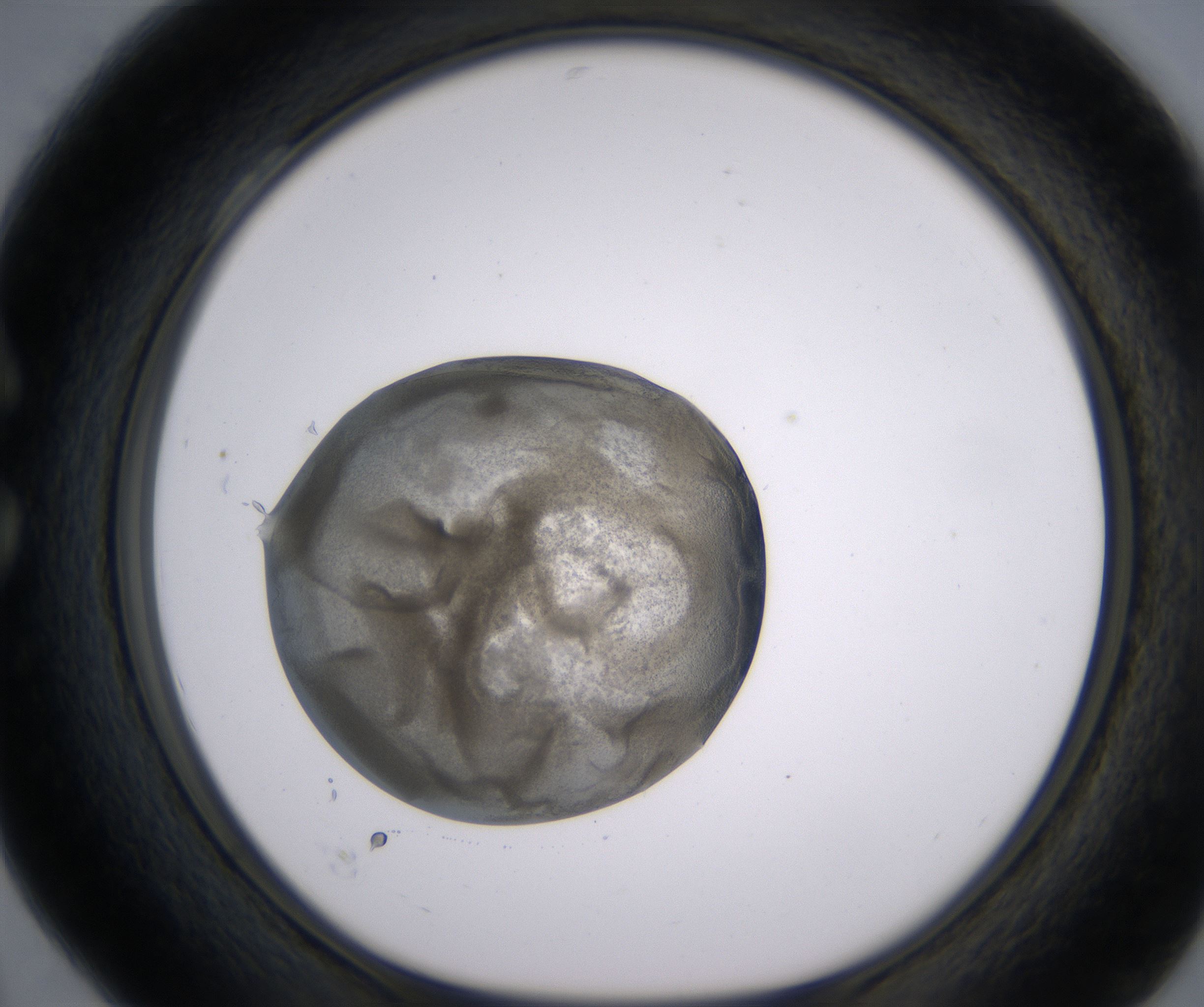 C4_HighResolution_Precipitate_1.jpg