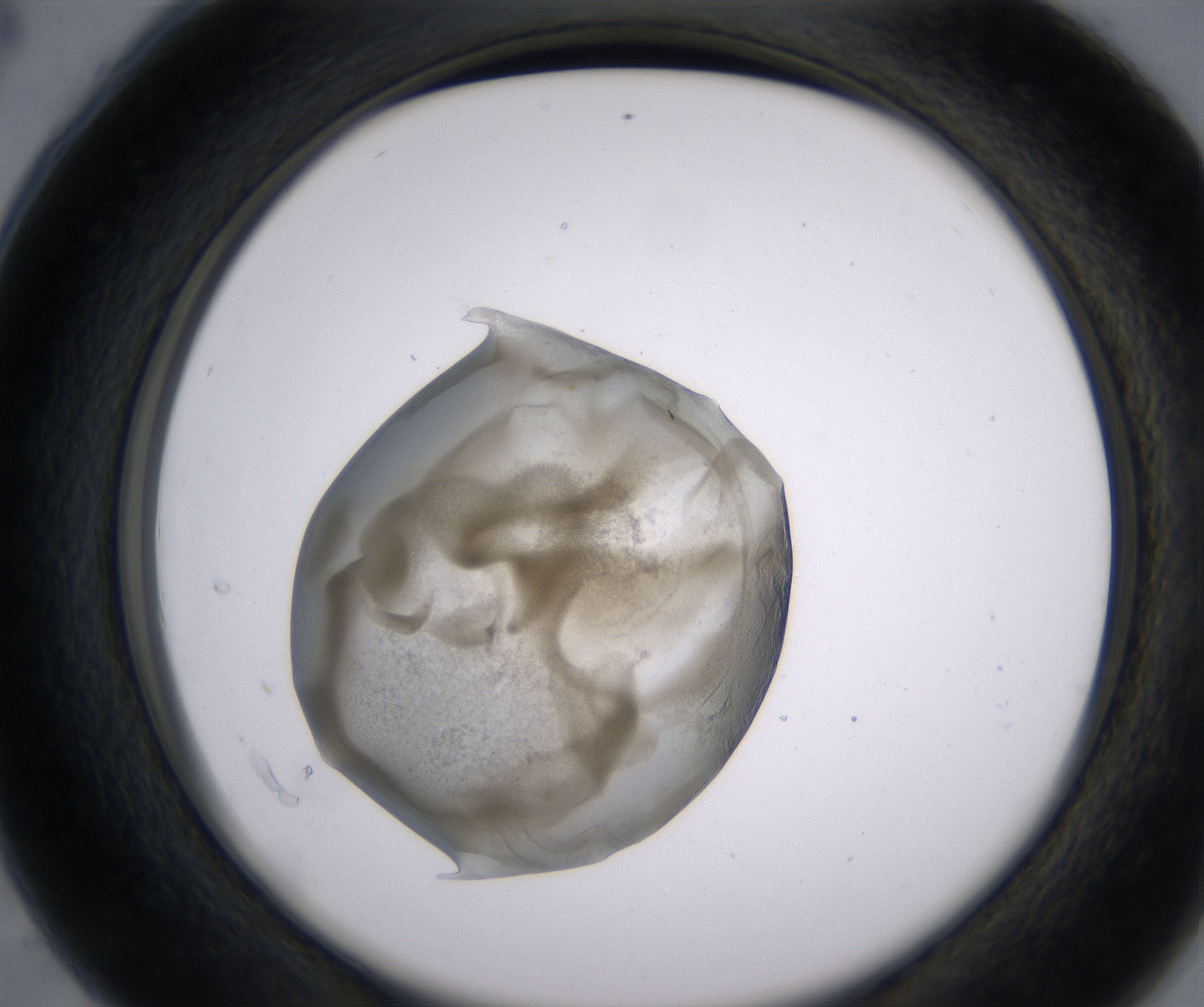 C4_HighResolution_Precipitate_2.jpg