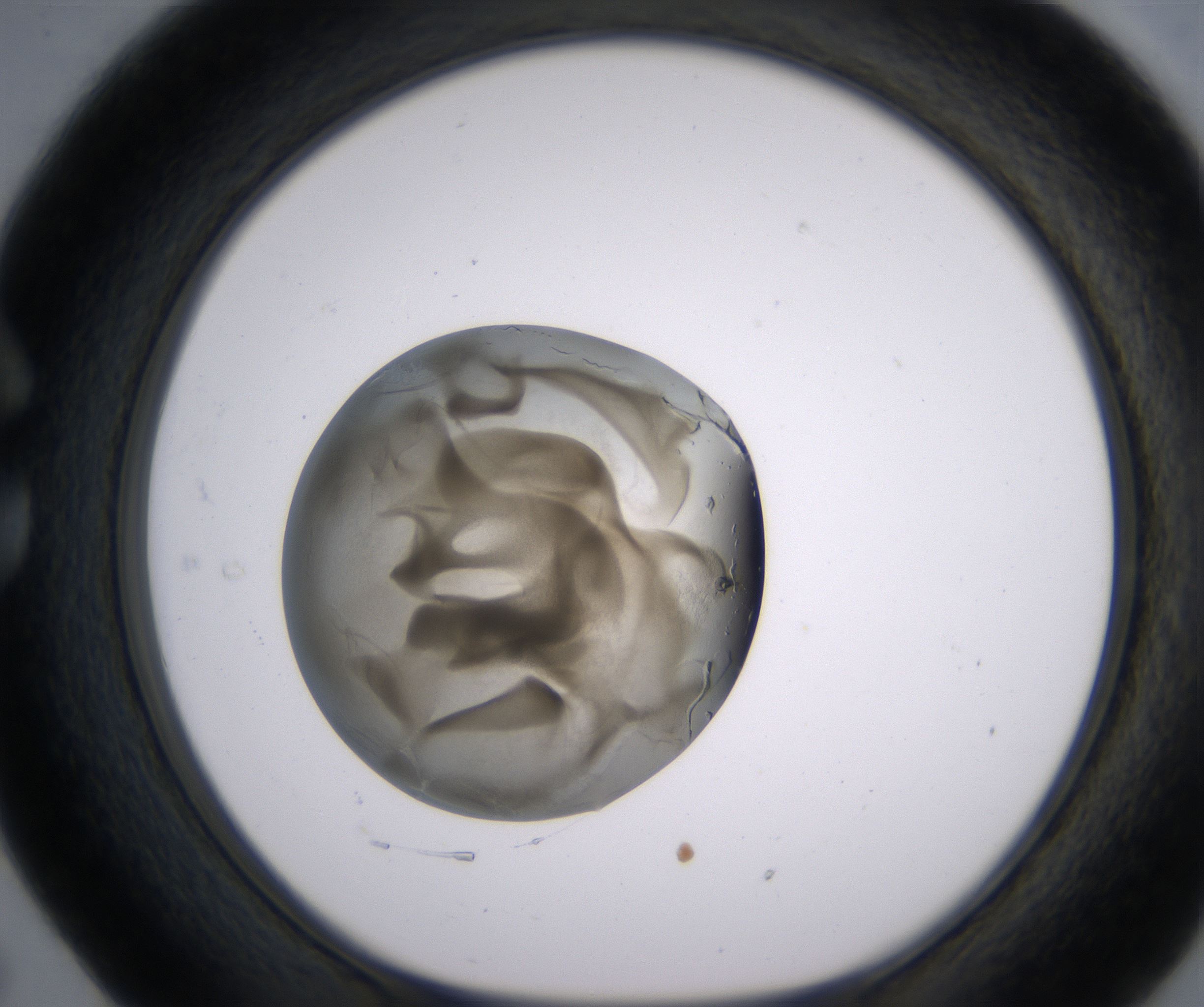 C5_HighResolution_Precipitate_1.jpg
