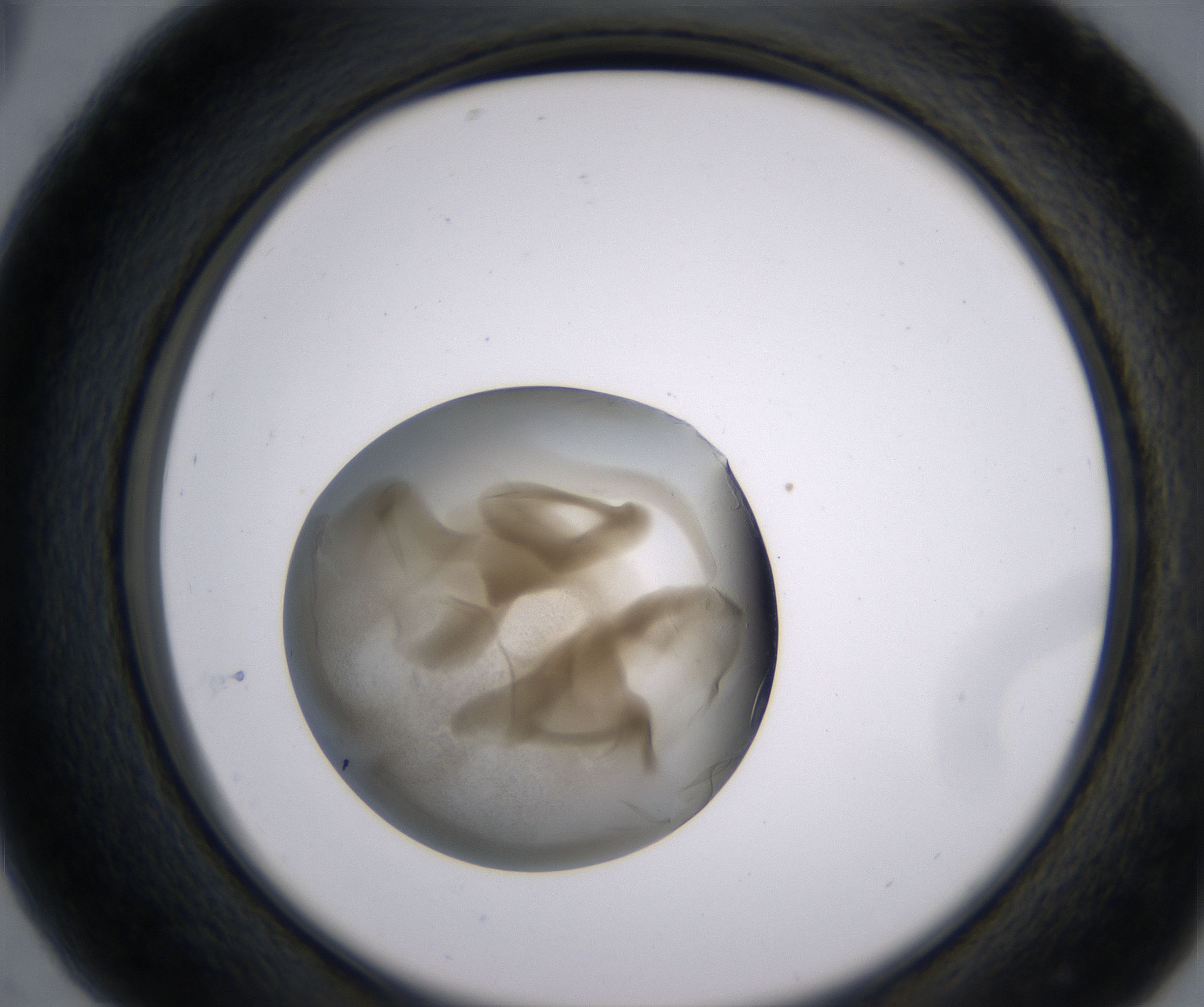 C5_HighResolution_Precipitate_2.jpg