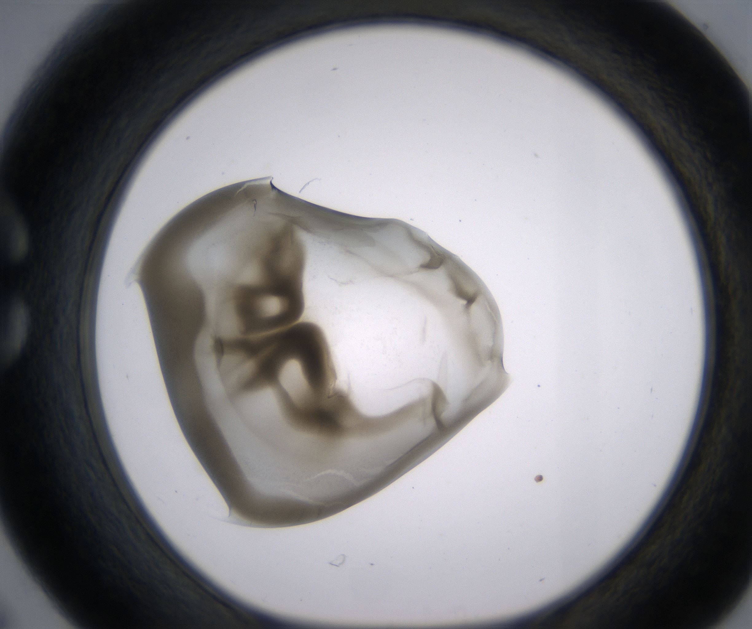 C6_HighResolution_Precipitate_1.jpg