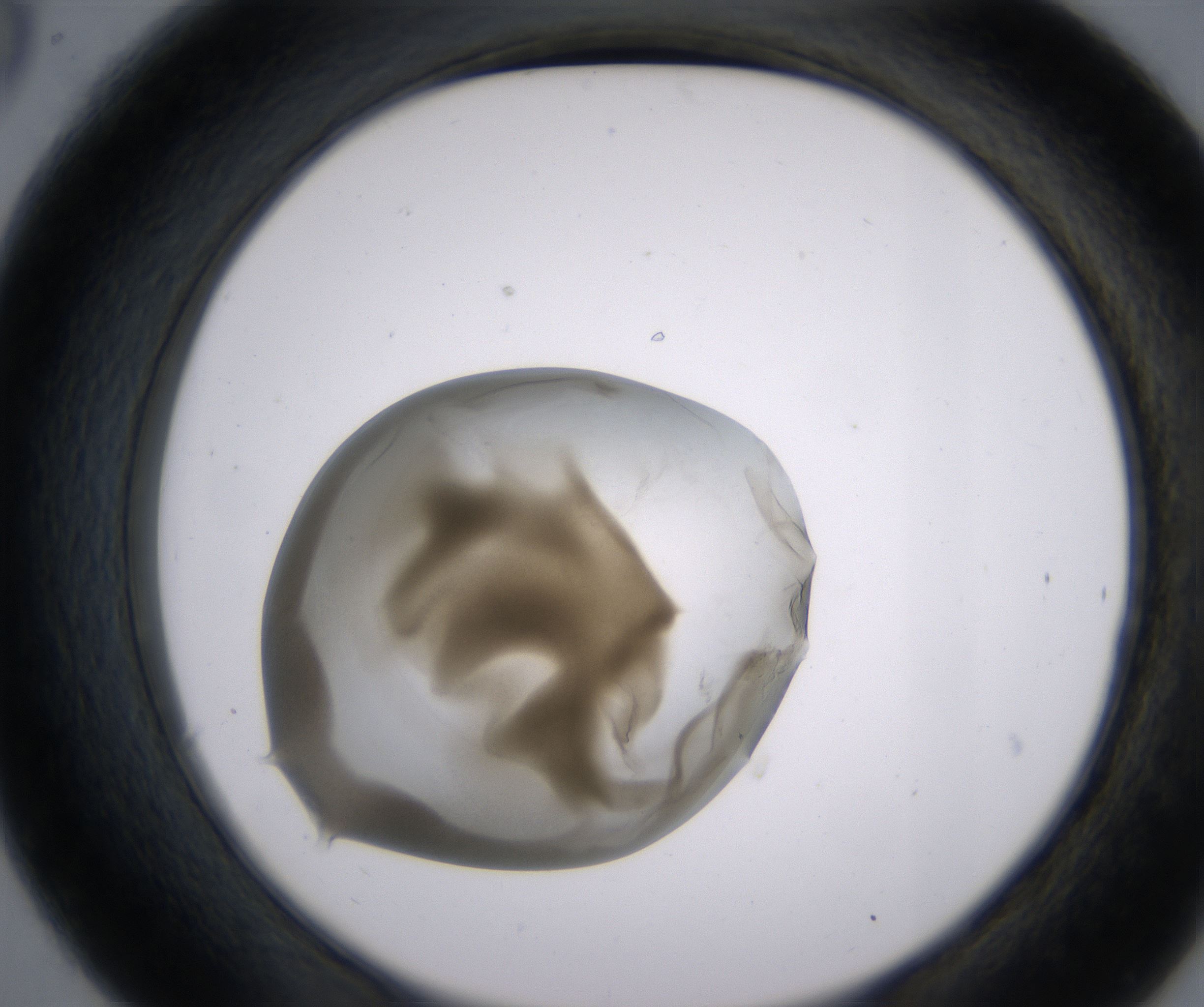 C6_HighResolution_Precipitate_2.jpg